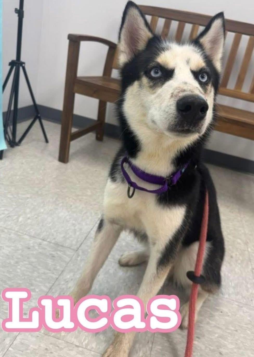 Lucas, an adoptable Husky in York, PA_image-1