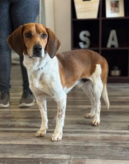 Enlarge Ringo, a Adoptable mixed breed in Madison, NJ image 1/2
