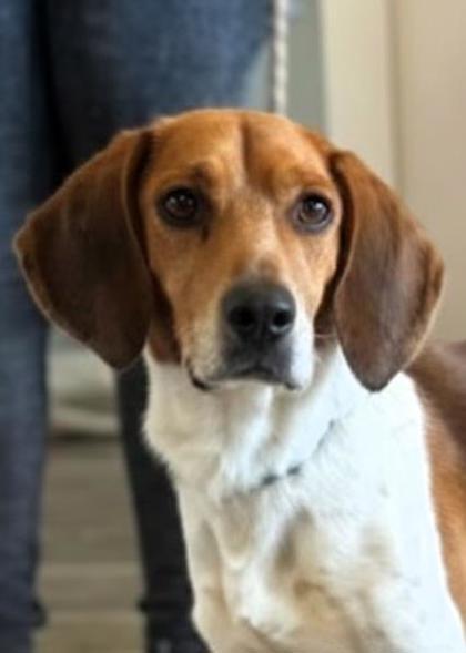 Enlarge Ringo, a Adoptable mixed breed in Madison, NJ image 2/2
