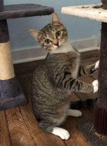 Keller, a Adoptable Domestic Short Hair in Russellville, KY image 1/2