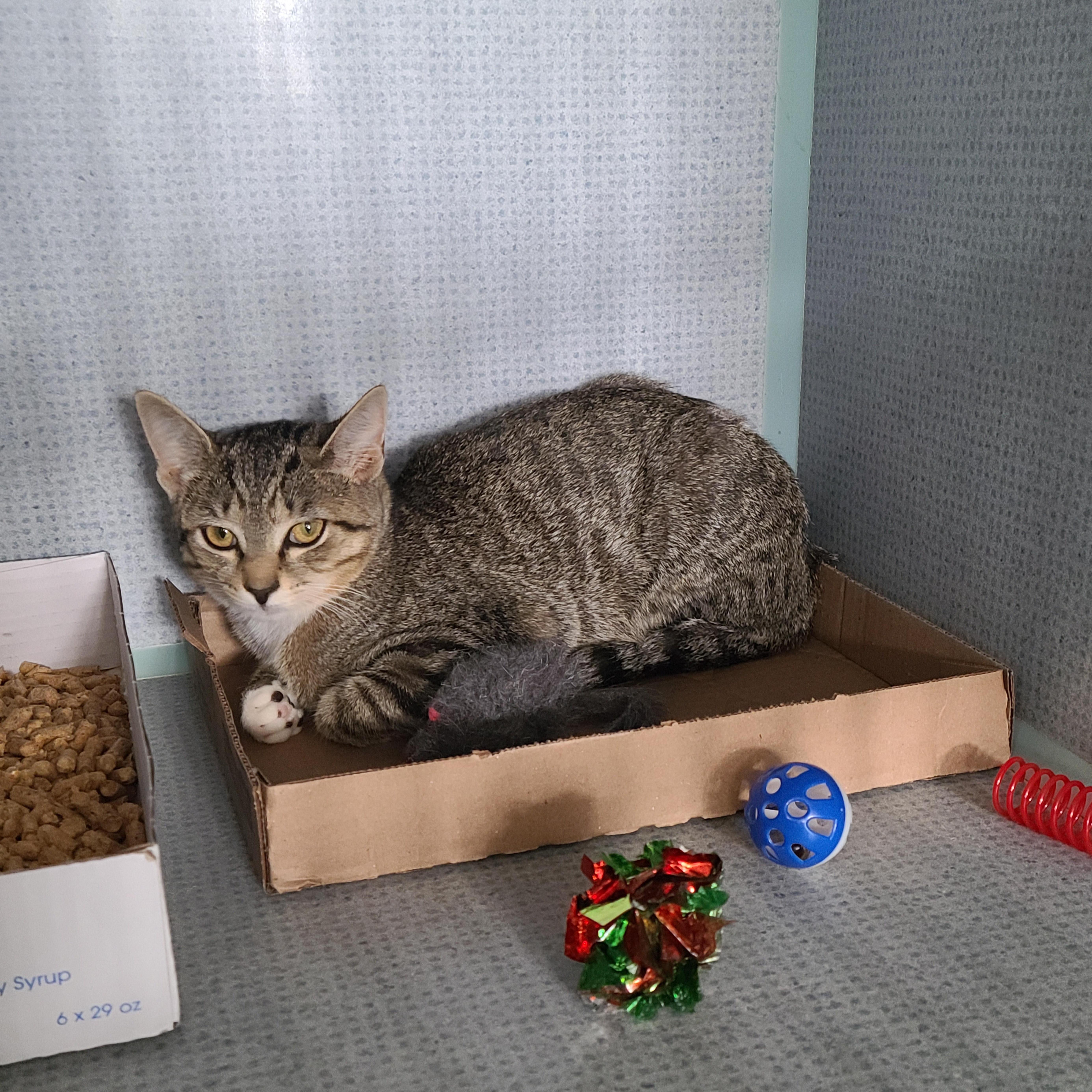 Keller, Adoptable, Young Female Domestic Short Hair.