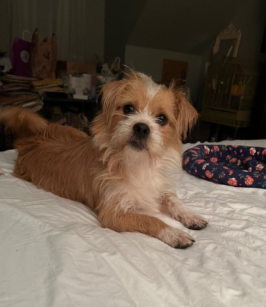 Enlarge Pumpkin Pie, a Adoptable Terrier in Leander, TX image 1/5