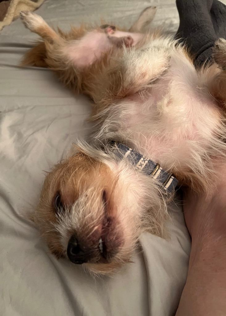 Enlarge Pumpkin Pie, a Adoptable Terrier in Leander, TX image 2/5