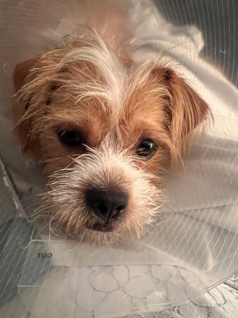 Enlarge Pumpkin Pie, a Adoptable Terrier in Leander, TX image 3/5