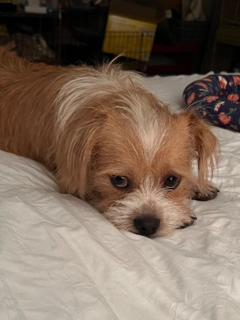 Enlarge Pumpkin Pie, a Adoptable Terrier in Leander, TX image 4/5