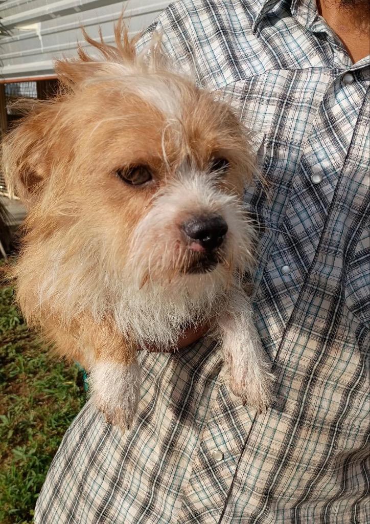 Enlarge Pumpkin Pie, a Adoptable Terrier in Leander, TX image 5/5