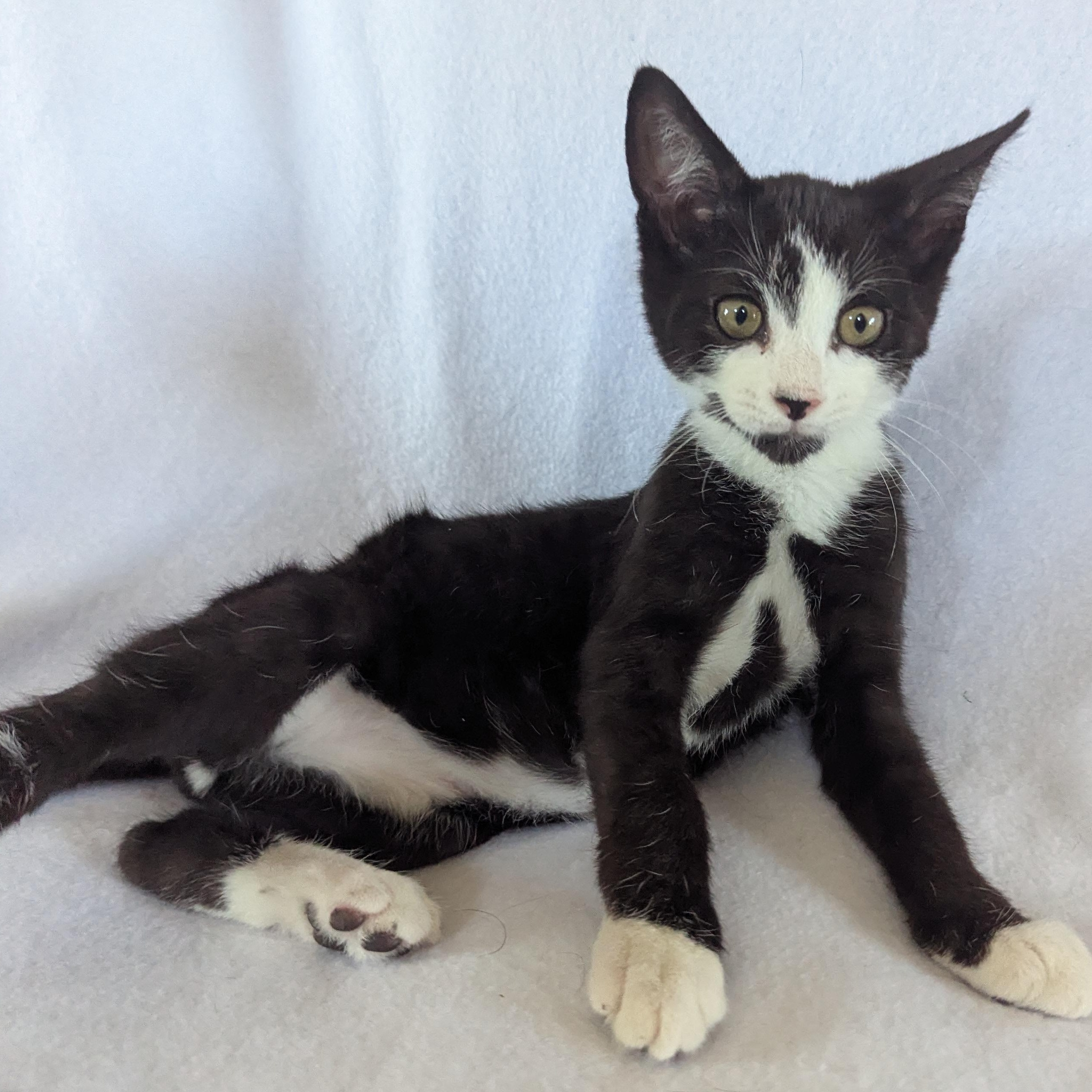 Enlarge Rainier (bonded pair with Toothless), an adopted Domestic Short Hair in Haddon Heights, NJ image 2/6