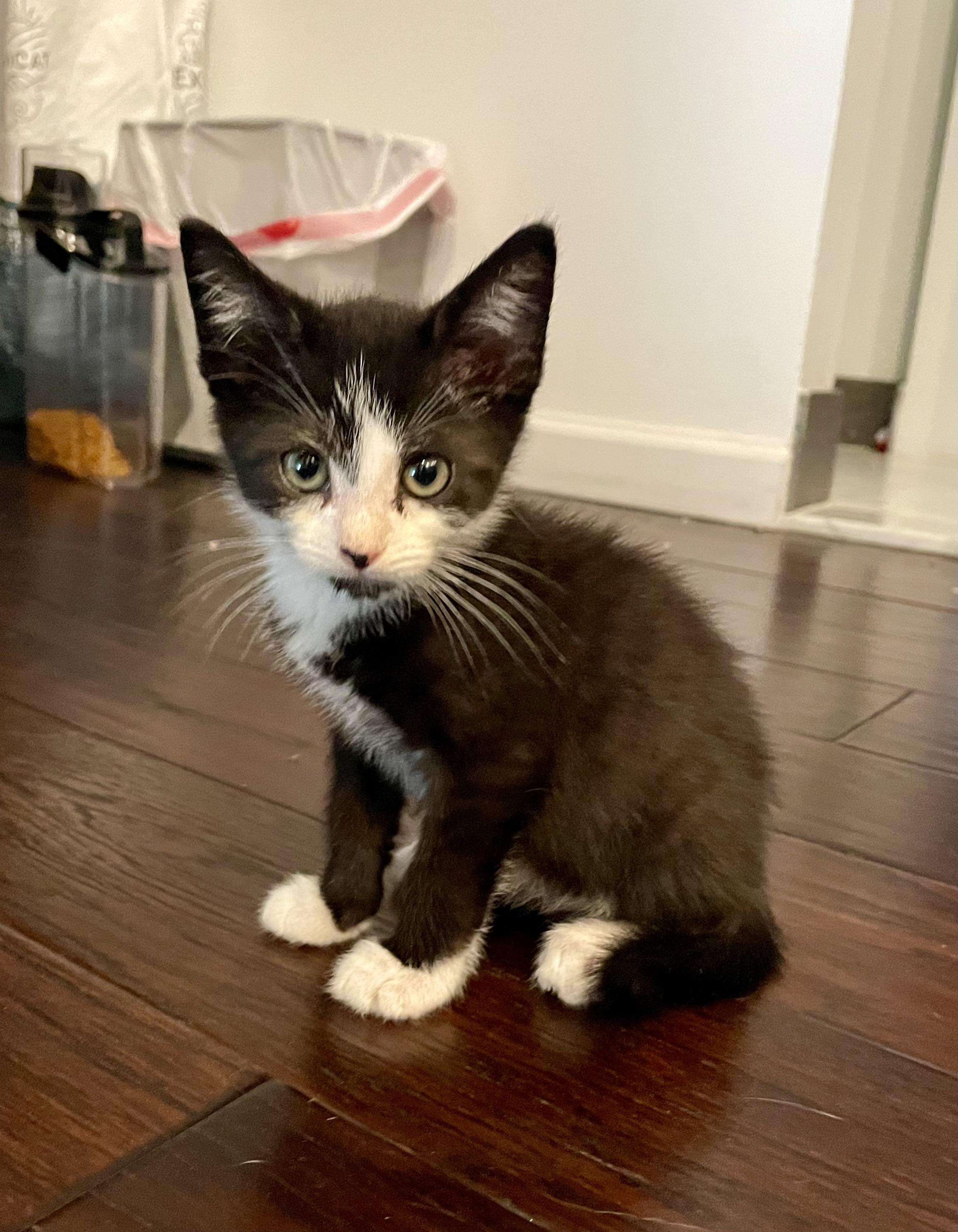 Rainier, ADOPTABLE, Kitten Male Domestic Short Hair.