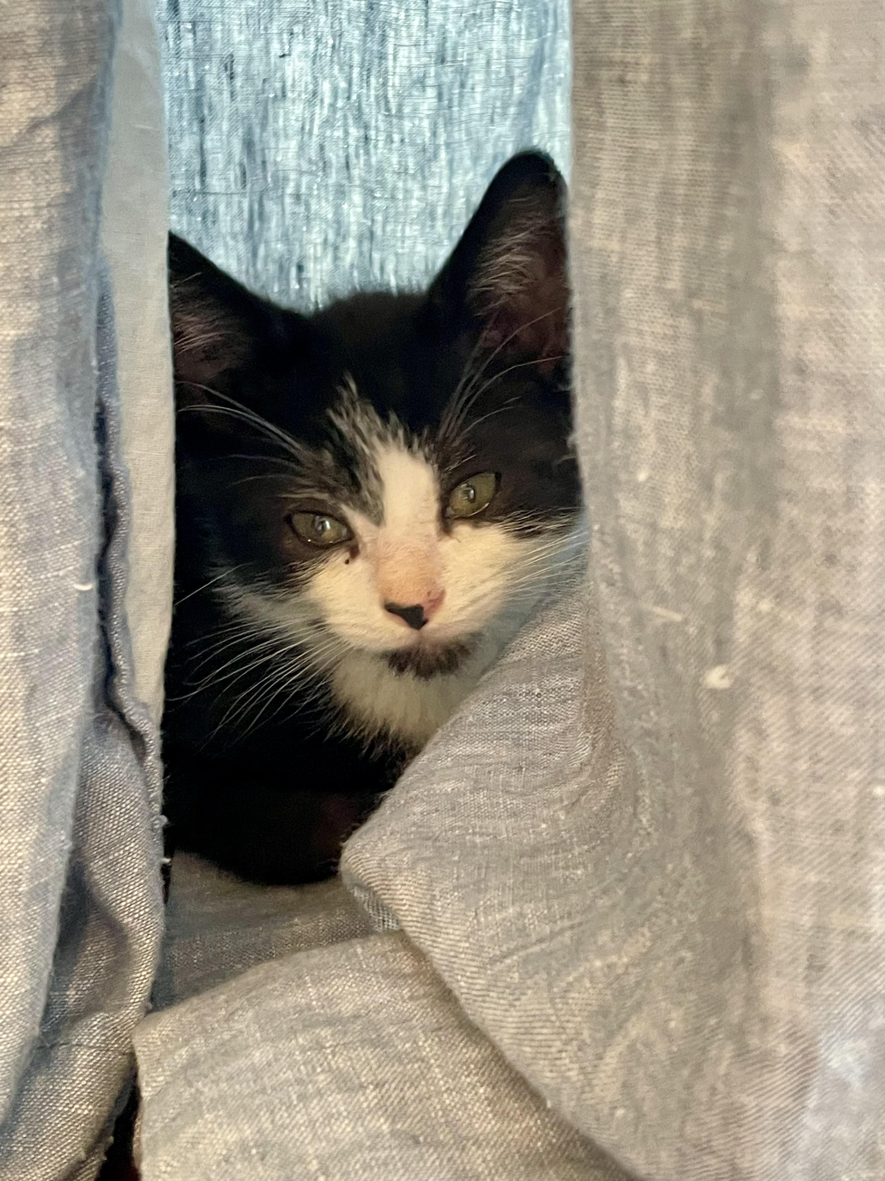 Rainier, a ADOPTABLE Domestic Short Hair in Haddon Heights, NJ image 4/5