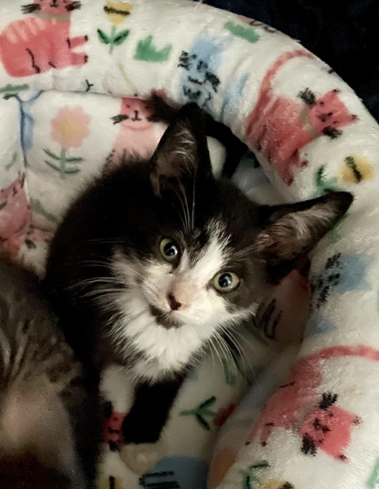 Rainier, a ADOPTABLE Domestic Short Hair in Haddon Heights, NJ image 5/5