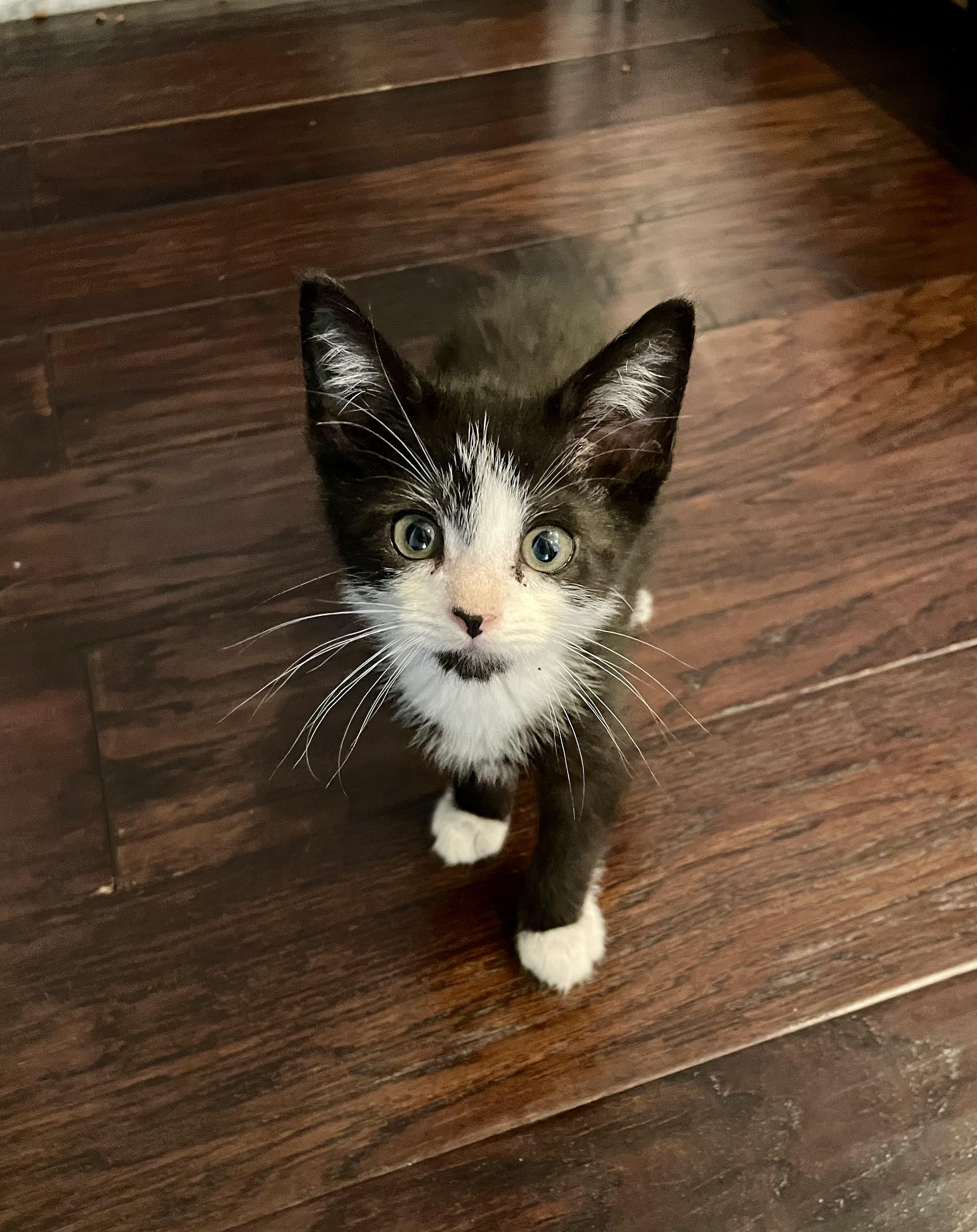 Rainier, a ADOPTABLE Domestic Short Hair in Haddon Heights, NJ image 2/5