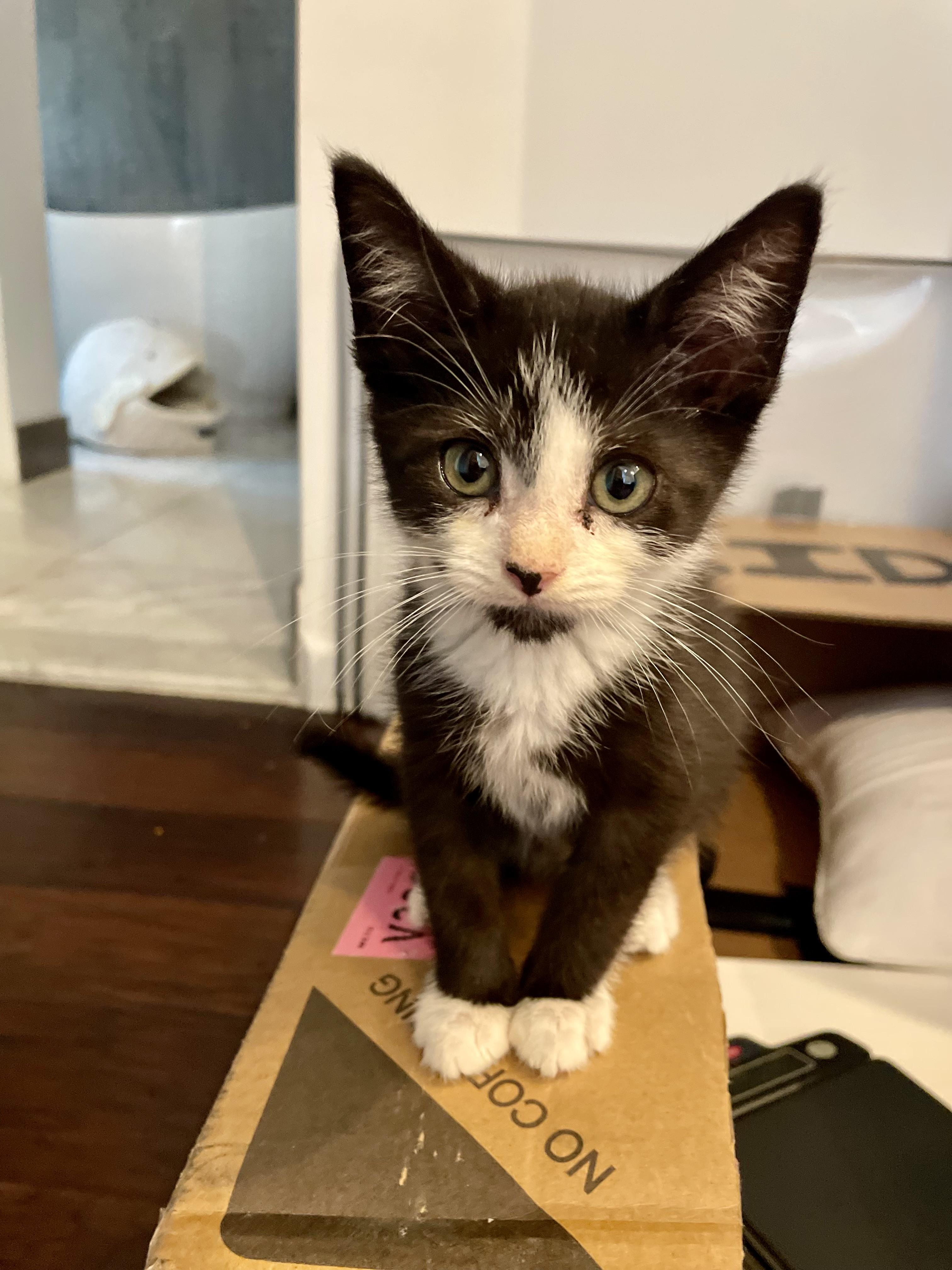 Rainier, a ADOPTABLE Domestic Short Hair in Haddon Heights, NJ image 3/5