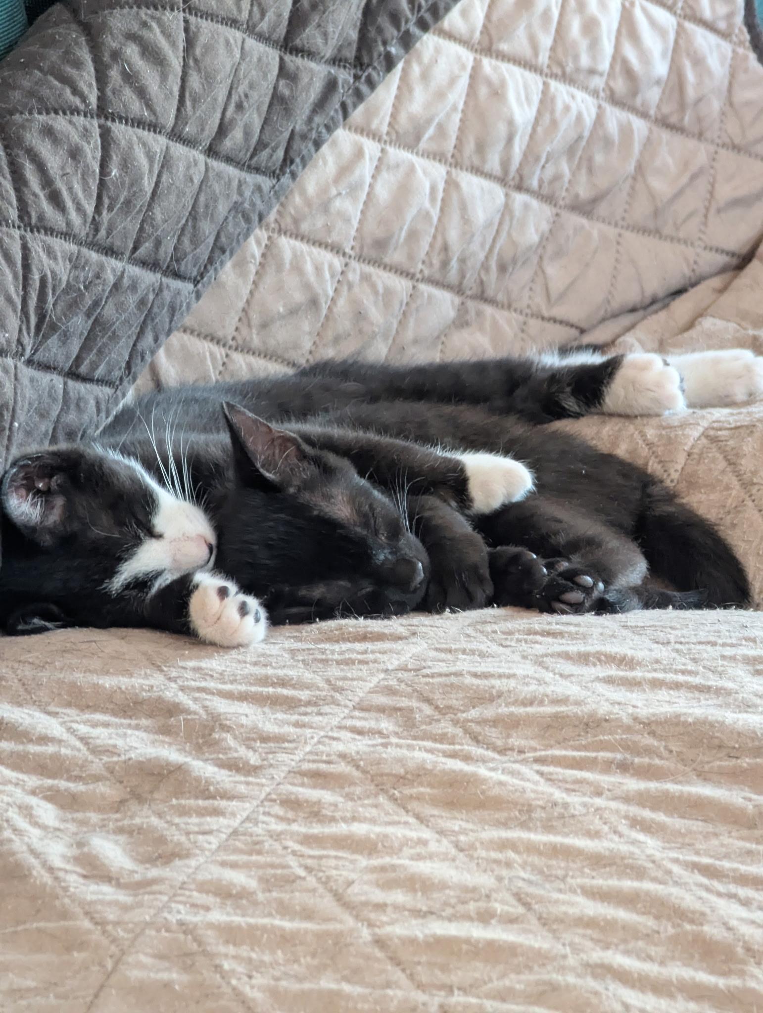 Enlarge Rainier (bonded pair with Toothless), an adopted Domestic Short Hair in Haddon Heights, NJ image 6/6