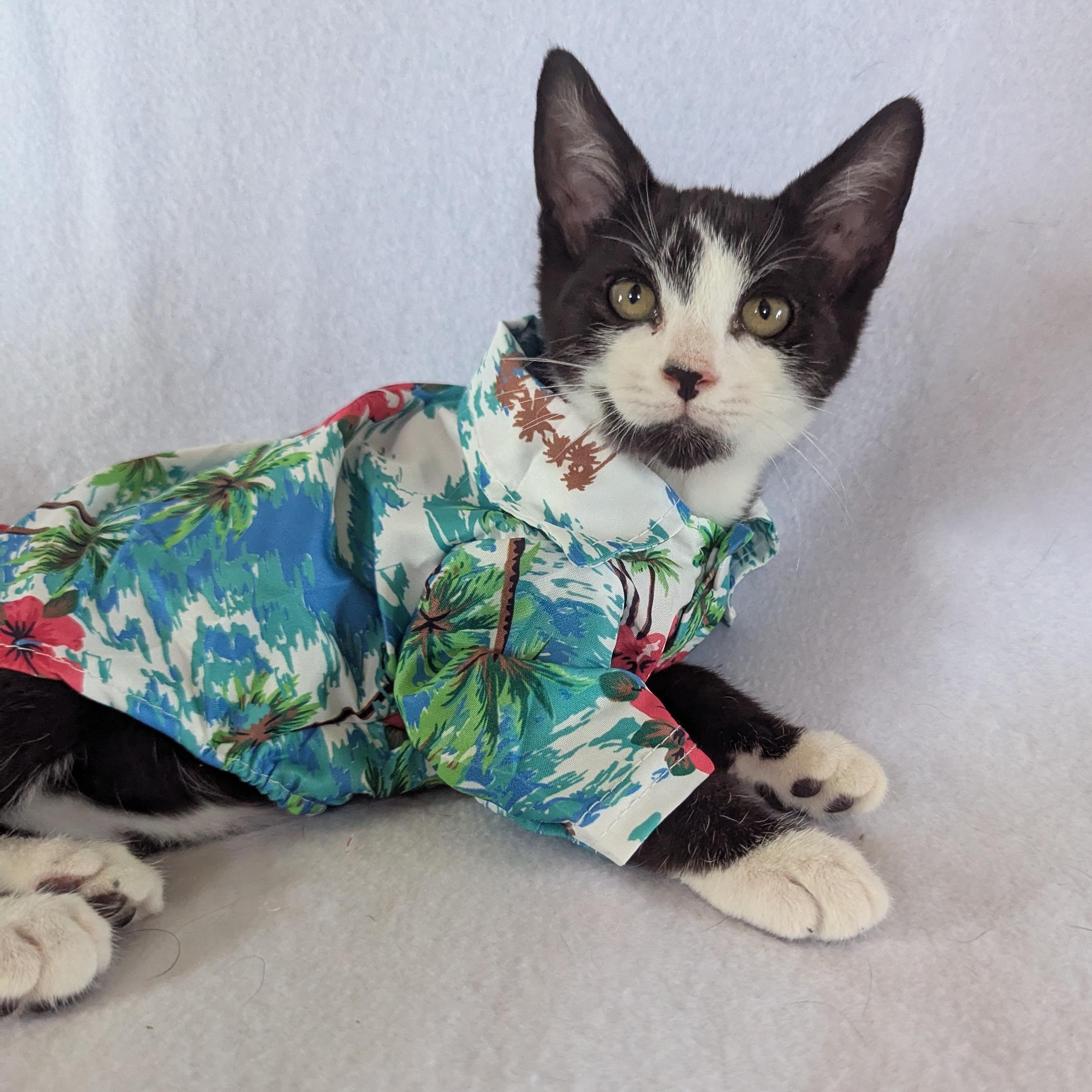 Rainier (bonded pair with Toothless), adopted, Kitten Male Domestic Short Hair.