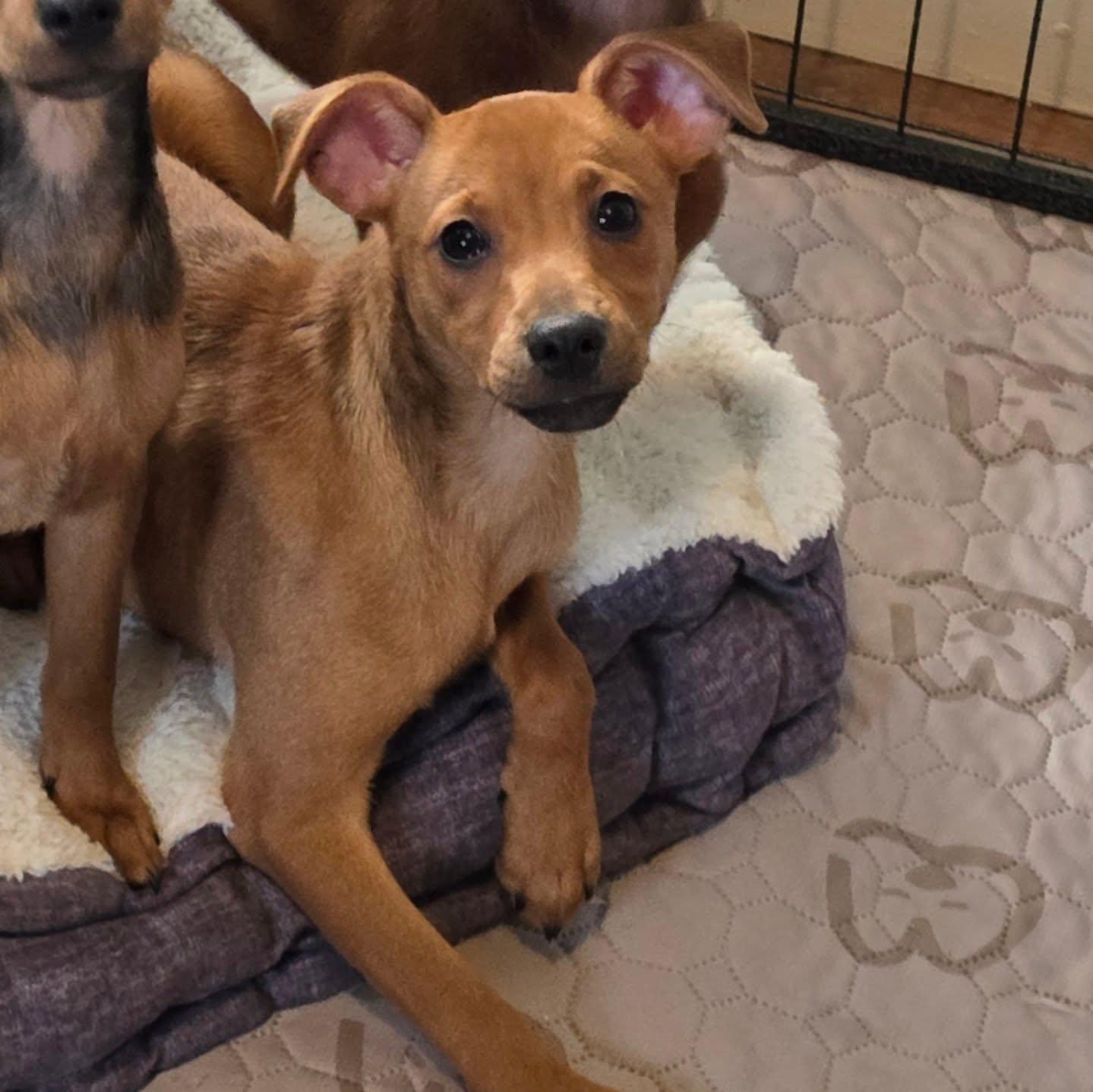 Ginger, adopted, Puppy Female Chihuahua.