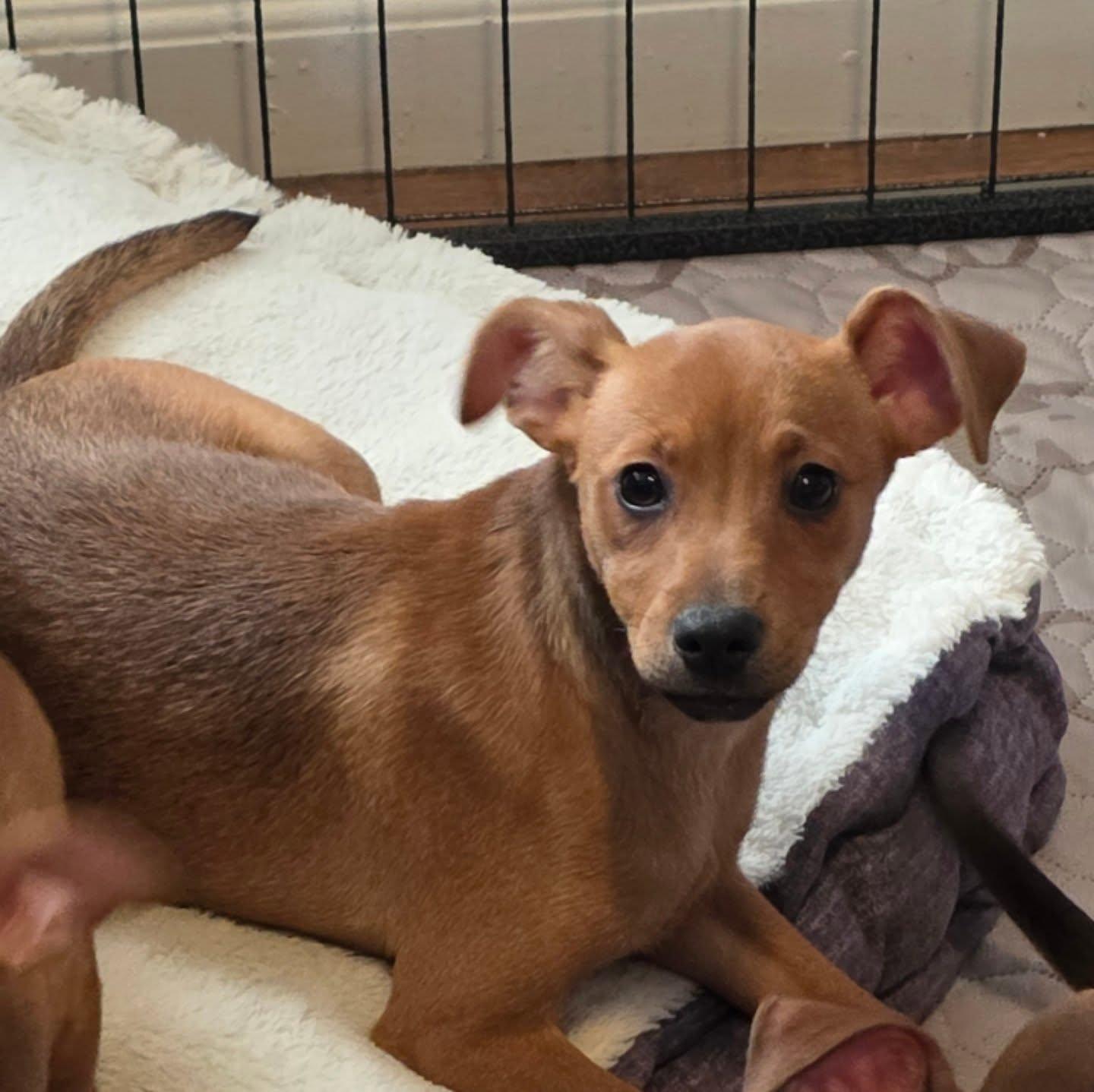 Ginger, an adopted mixed breed in Santa Clara, CA image 4/4