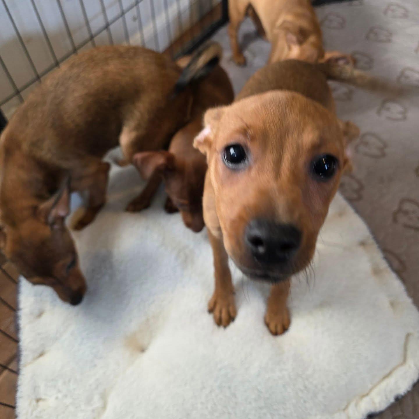 Ginger, an adopted mixed breed in Santa Clara, CA image 3/4
