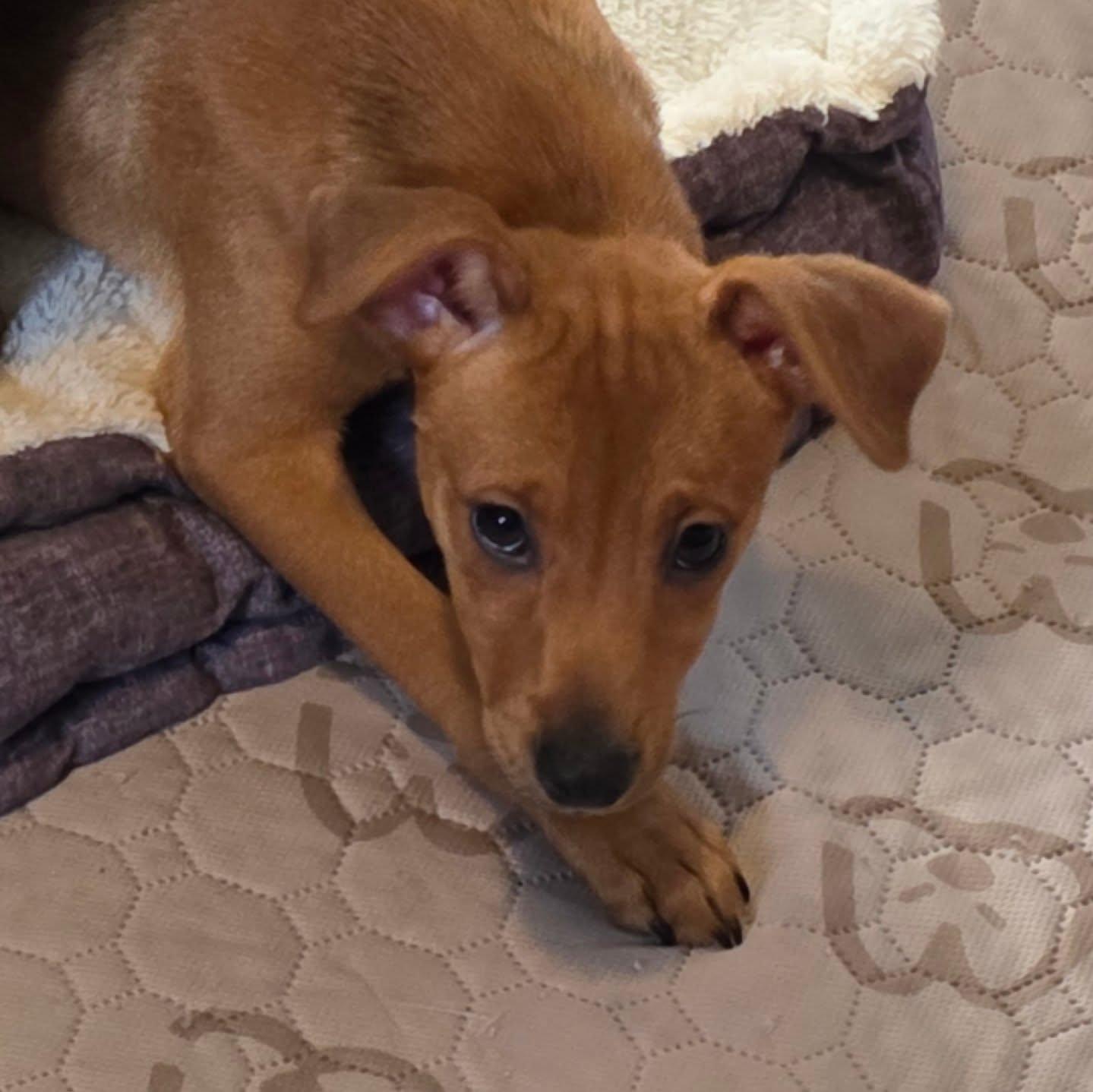 Ginger, an adopted mixed breed in Santa Clara, CA image 2/4