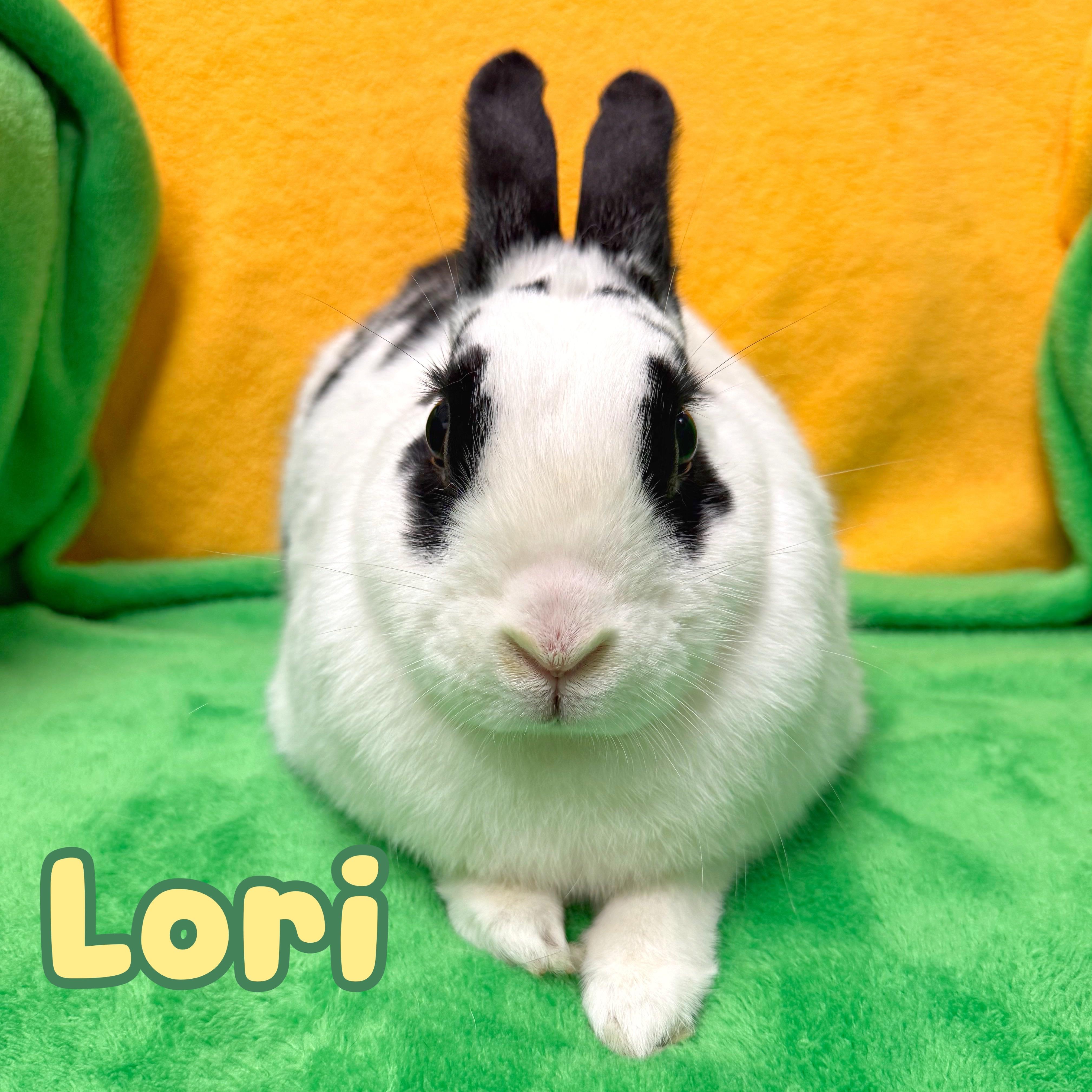 Lori, Adoptable, Adult Female English Spot.