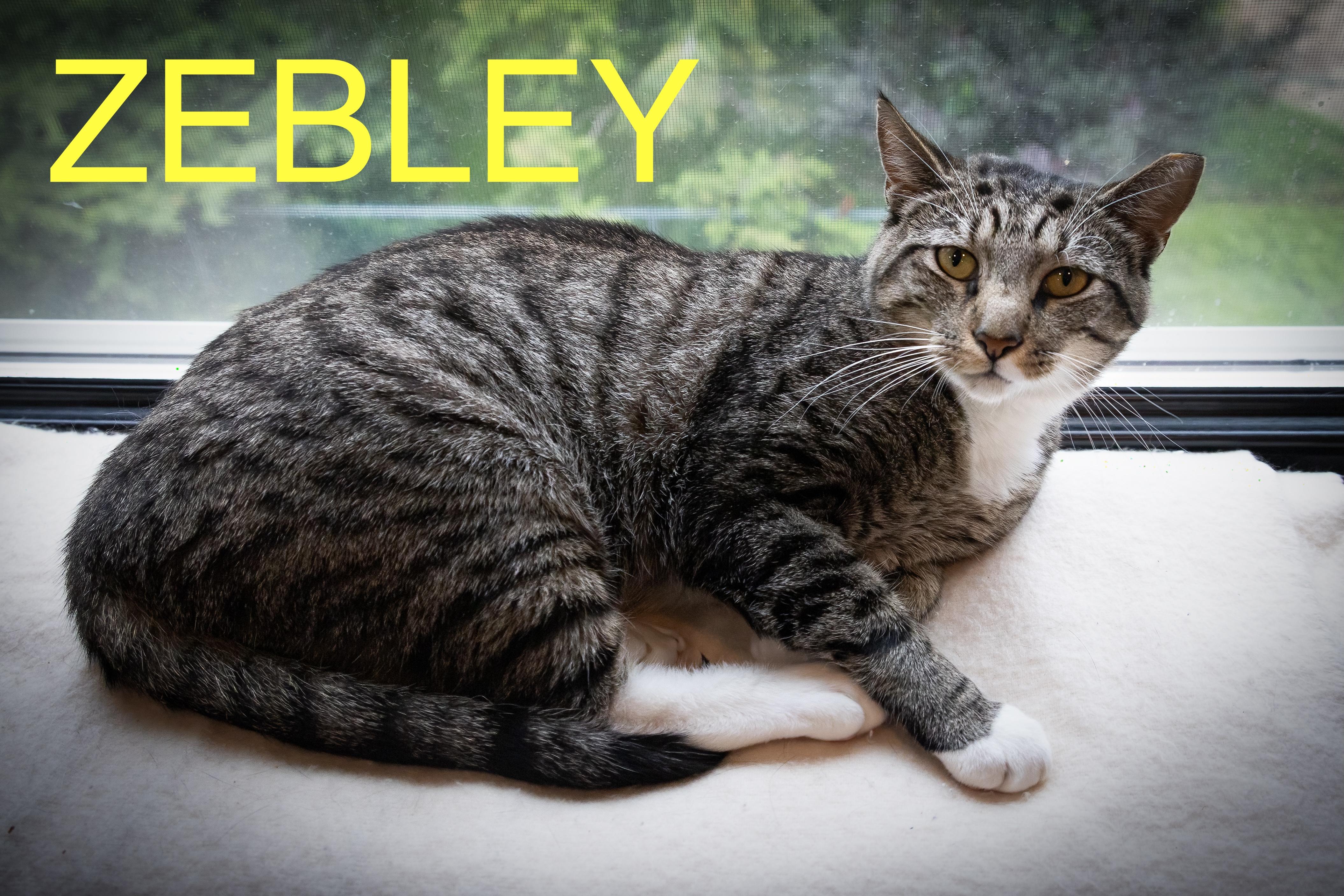 Zebley
