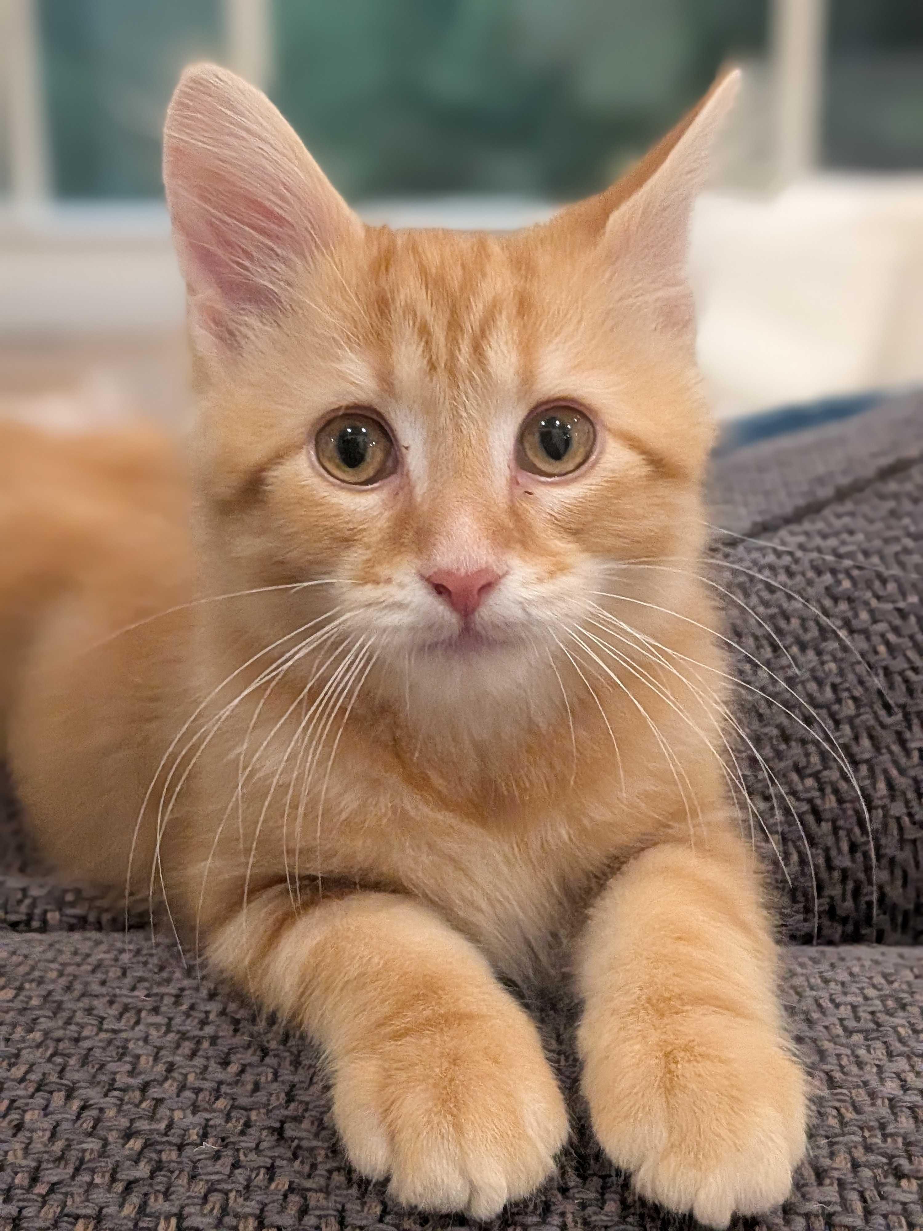 Enlarge Toffee, an adoptable Domestic Short Hair in Wakefield, QC image 4/4