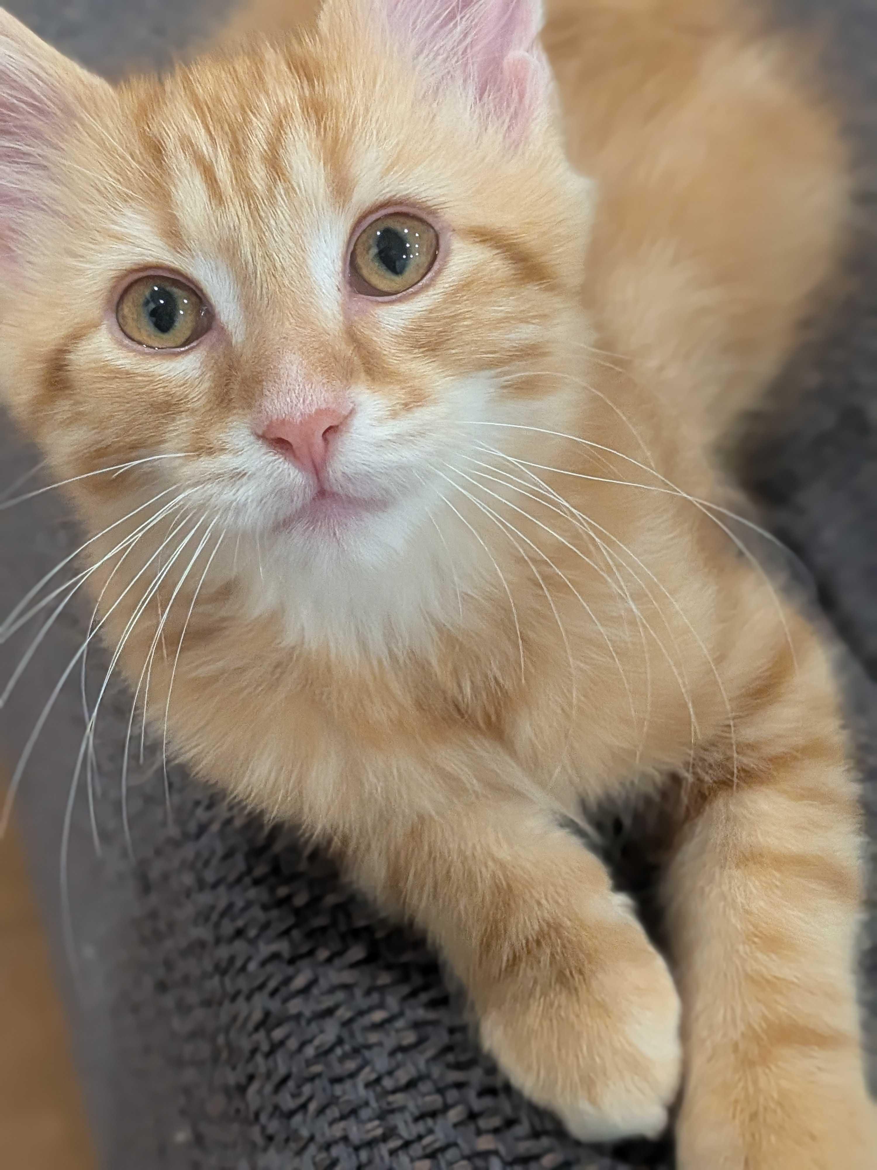 Enlarge Toffee, an adoptable Domestic Short Hair in Wakefield, QC image 3/4