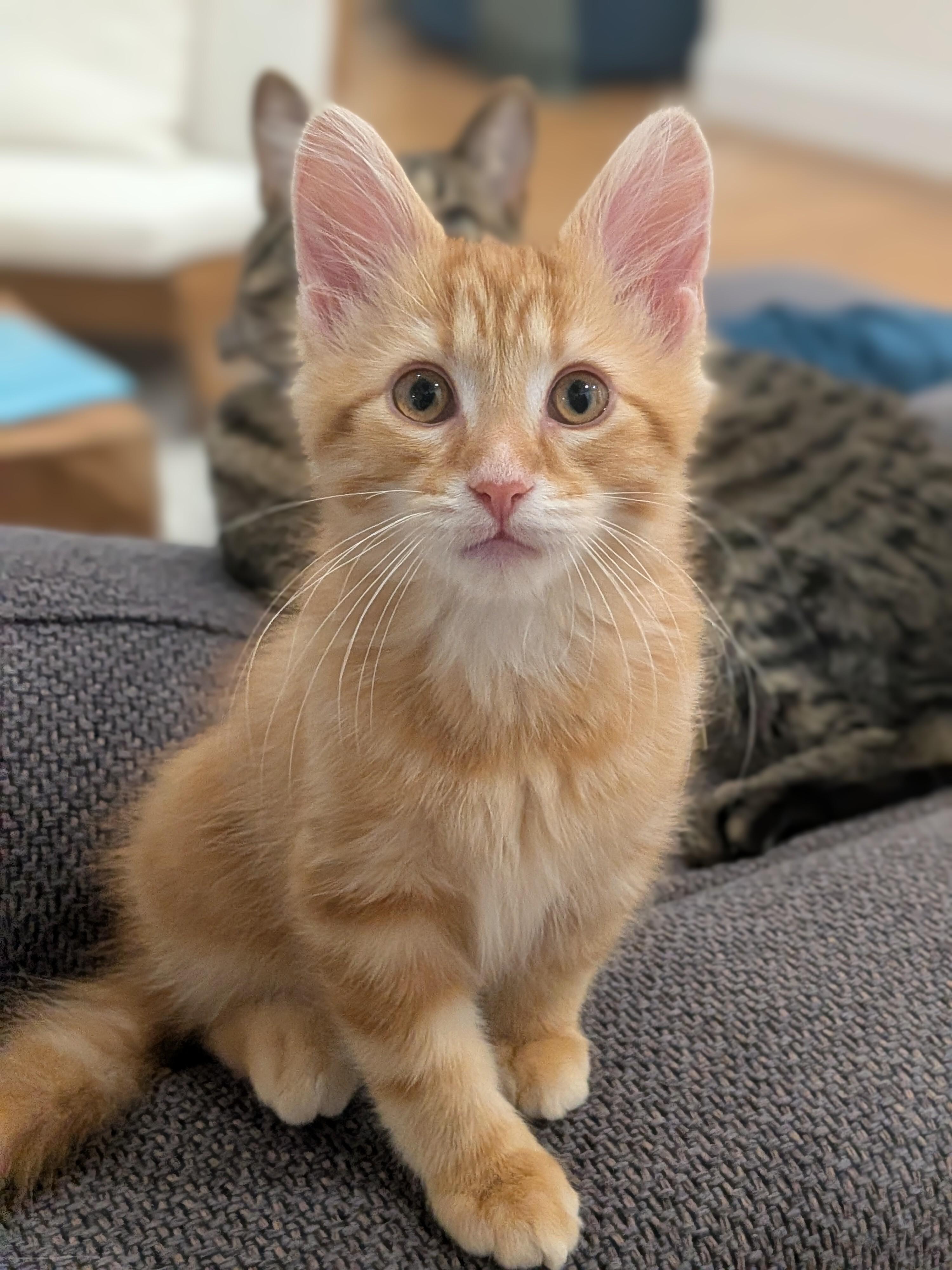 Enlarge Toffee, an adoptable Domestic Short Hair in Wakefield, QC image 2/4