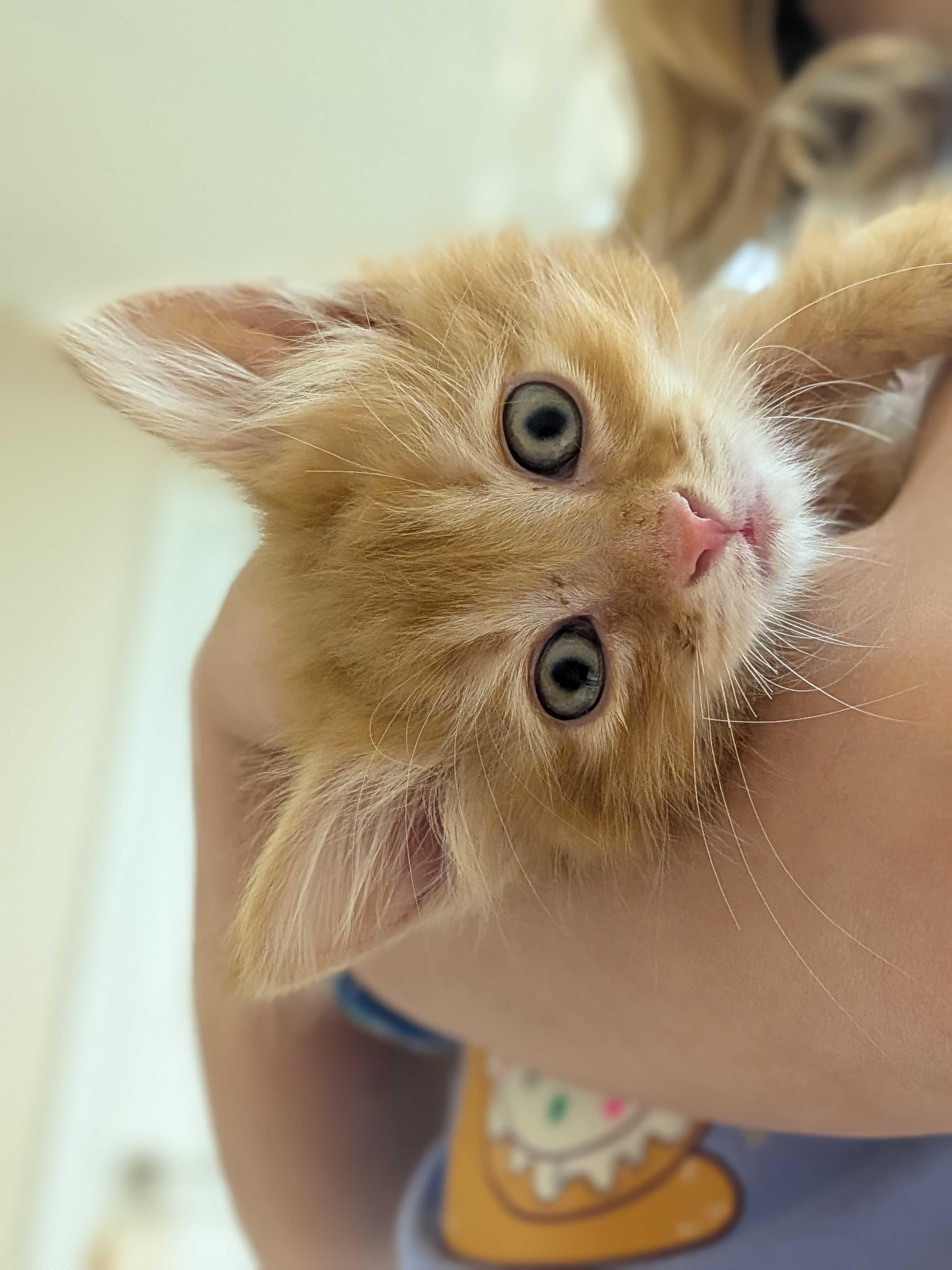 Enlarge Toffee, an adoptable Domestic Short Hair in Wakefield, QC image 1/4