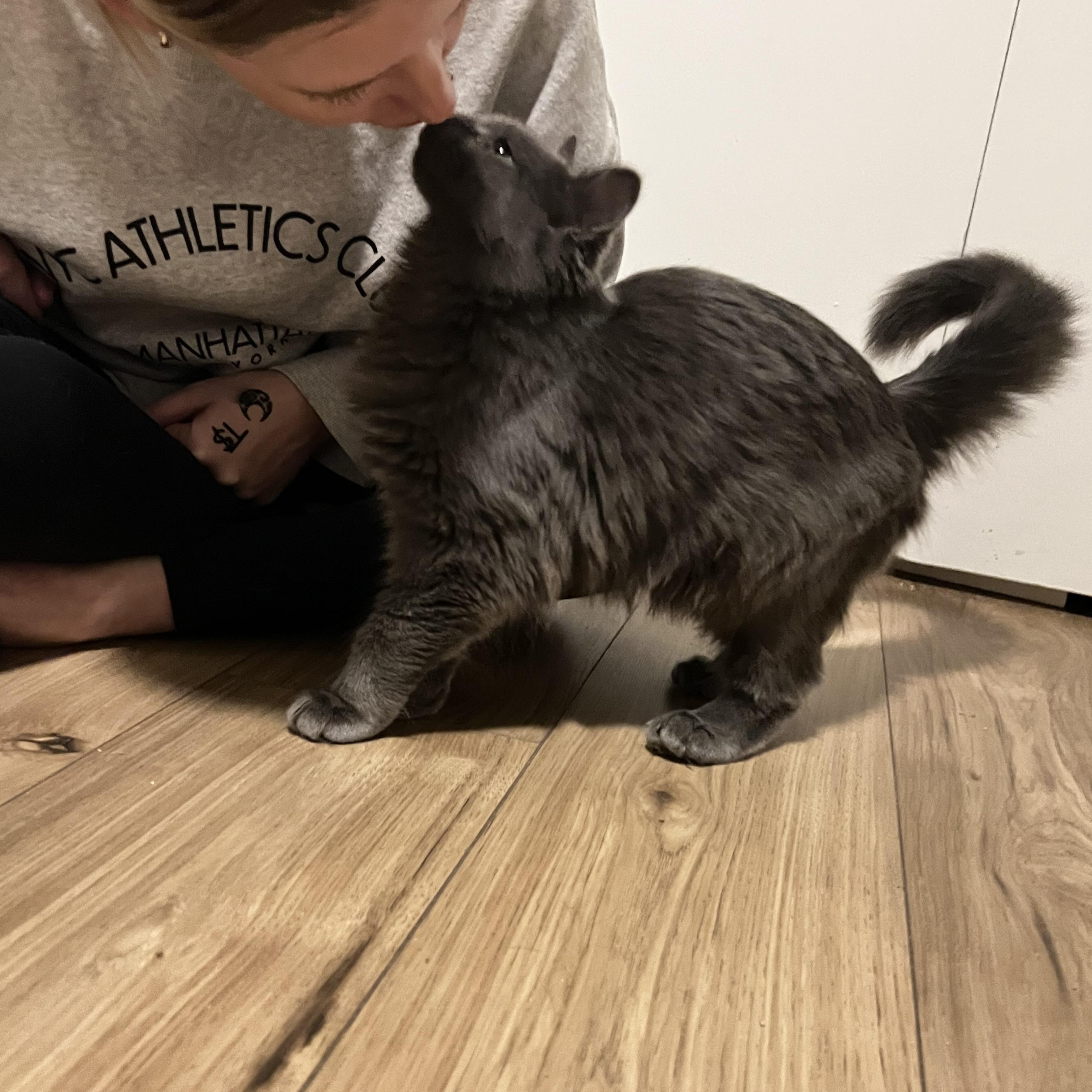 Enlarge isabella, a Adoptable mixed breed in Mesa, AZ image 3/3