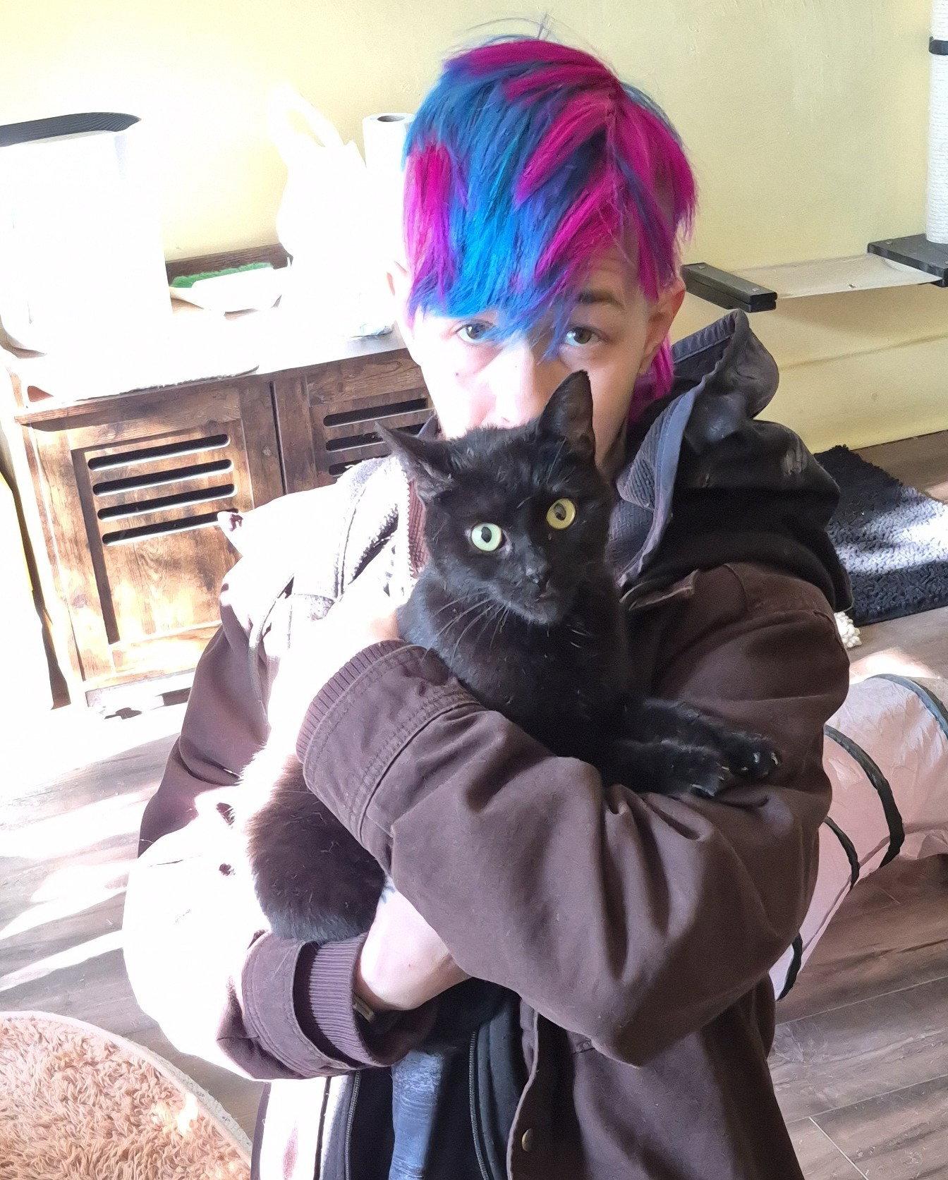 Madison, Adopted, Young Female Domestic Short Hair.