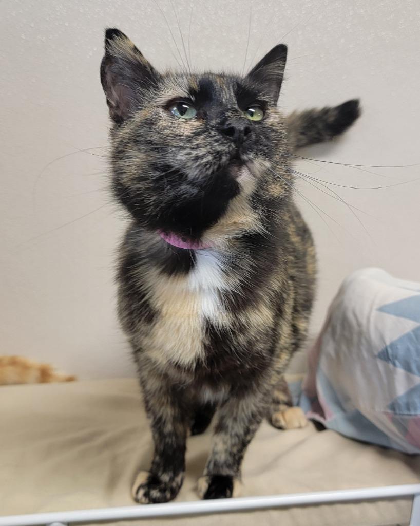 GeeGee, a Adoptable mixed breed in Fremont, OH image 1/2