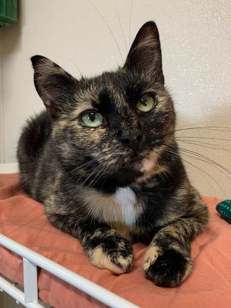GeeGee, a Adoptable mixed breed in Fremont, OH image 2/2