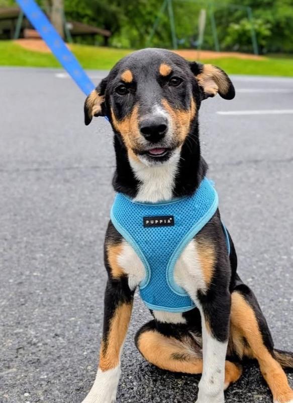 Daisy - Holly’s litter of 8, Adoptable, Puppy Female Catahoula Leopard Dog & Labrador Retriever.