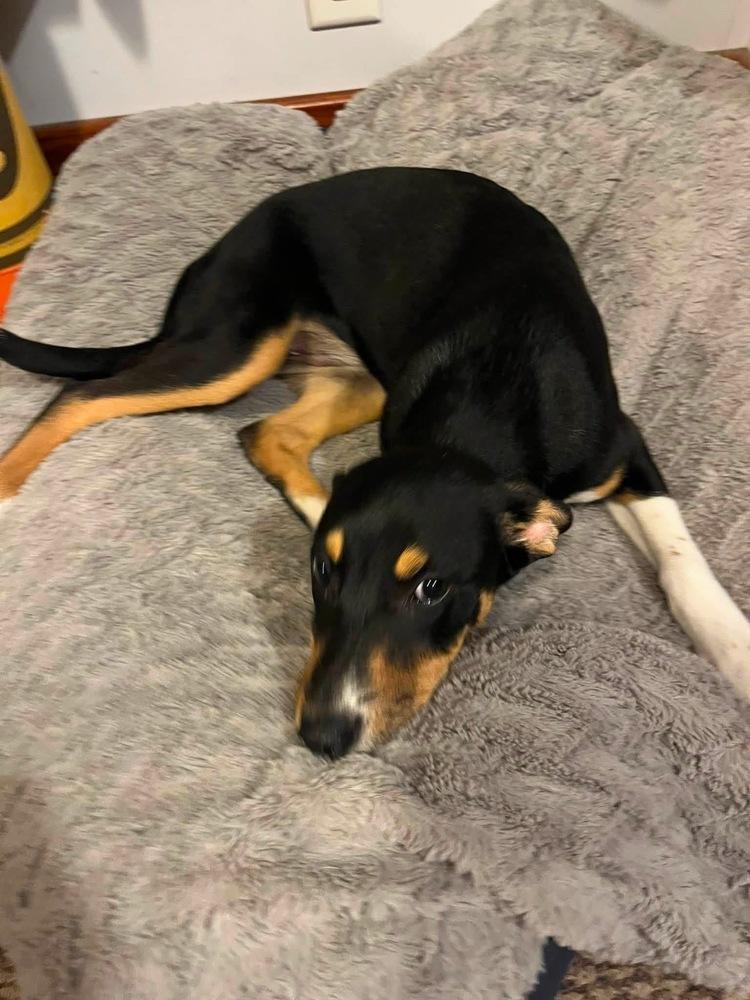 Enlarge Daisy - Holly’s litter of 8, a Adoptable mixed breed in Lancaster, PA image 2/4