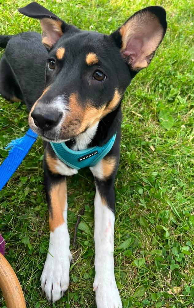 Enlarge Daisy - Holly’s litter of 8, a Adoptable mixed breed in Lancaster, PA image 3/4