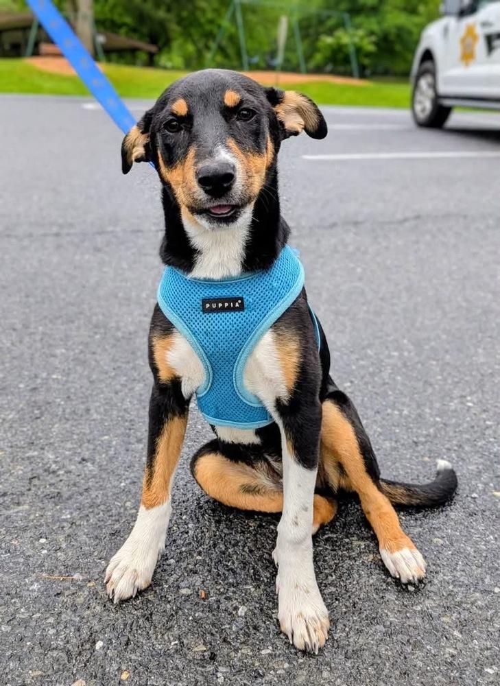 Enlarge Daisy - Holly’s litter of 8, a Adoptable mixed breed in Lancaster, PA image 4/4