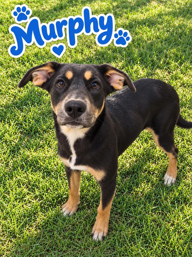 Murphy, Adoptable, Puppy Male German Shepherd Dog & Labrador Retriever.