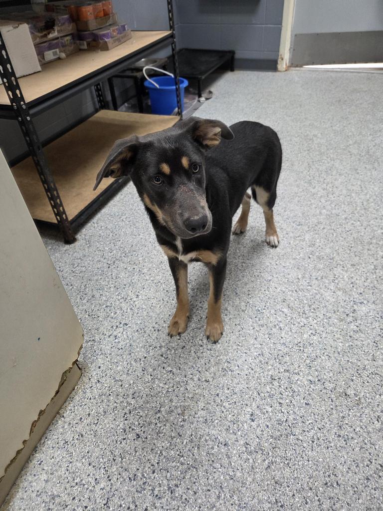 Enlarge Murphy, a Adoptable mixed breed in Livingston, LA image 2/2