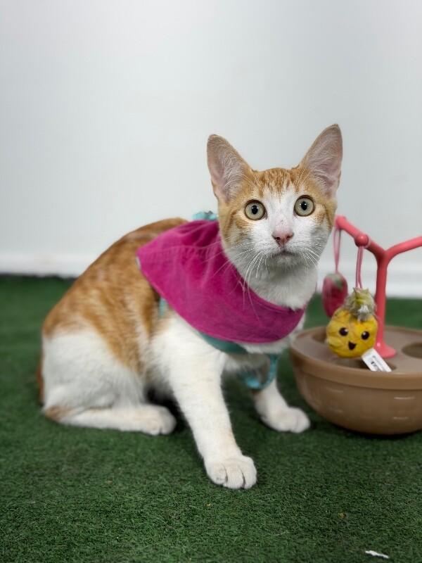 Search Cats & Kittens for Adoption in Carmichael, CA | Petfinder