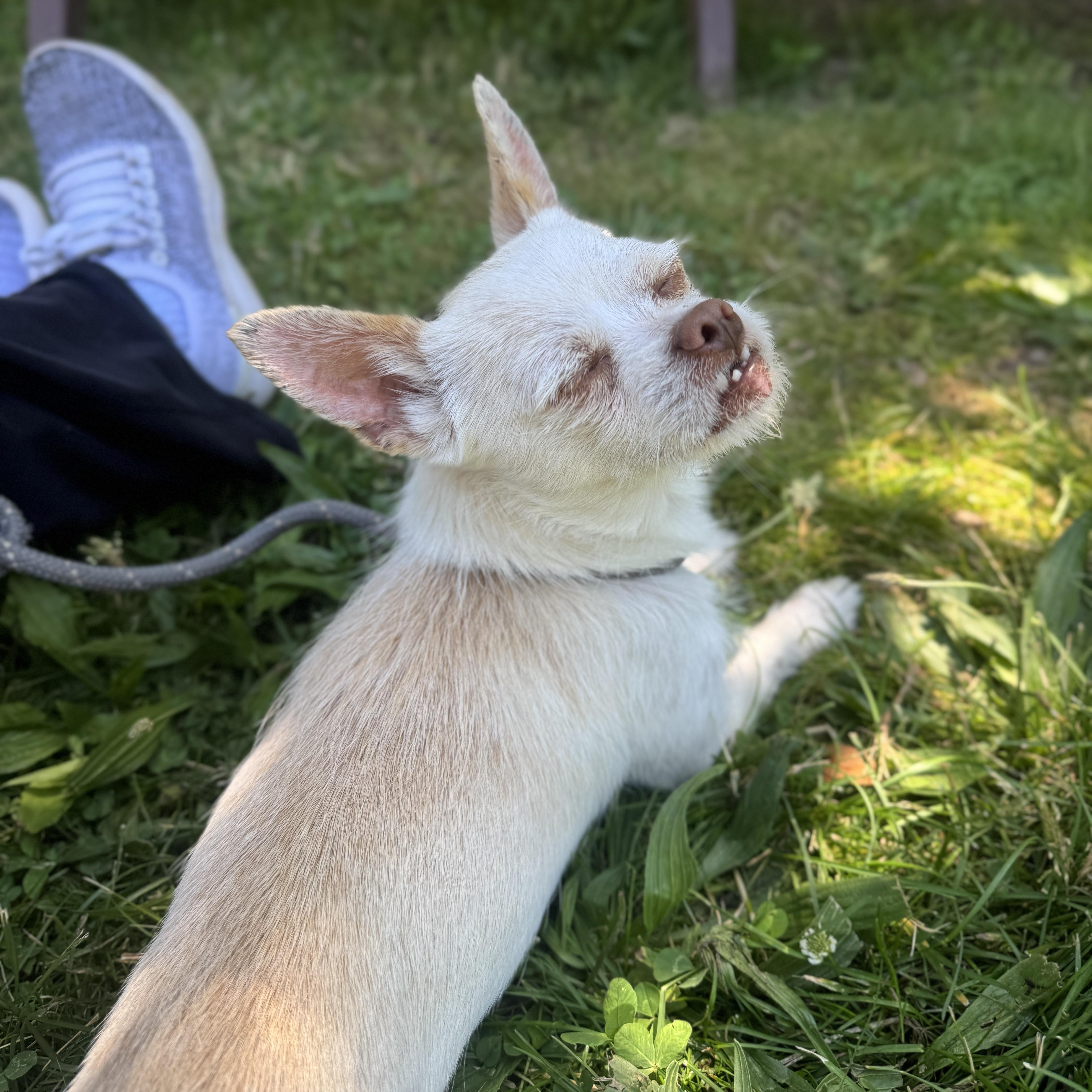 Enlarge Jacky, an adopted Chihuahua in Philadelphia, PA image 2/3