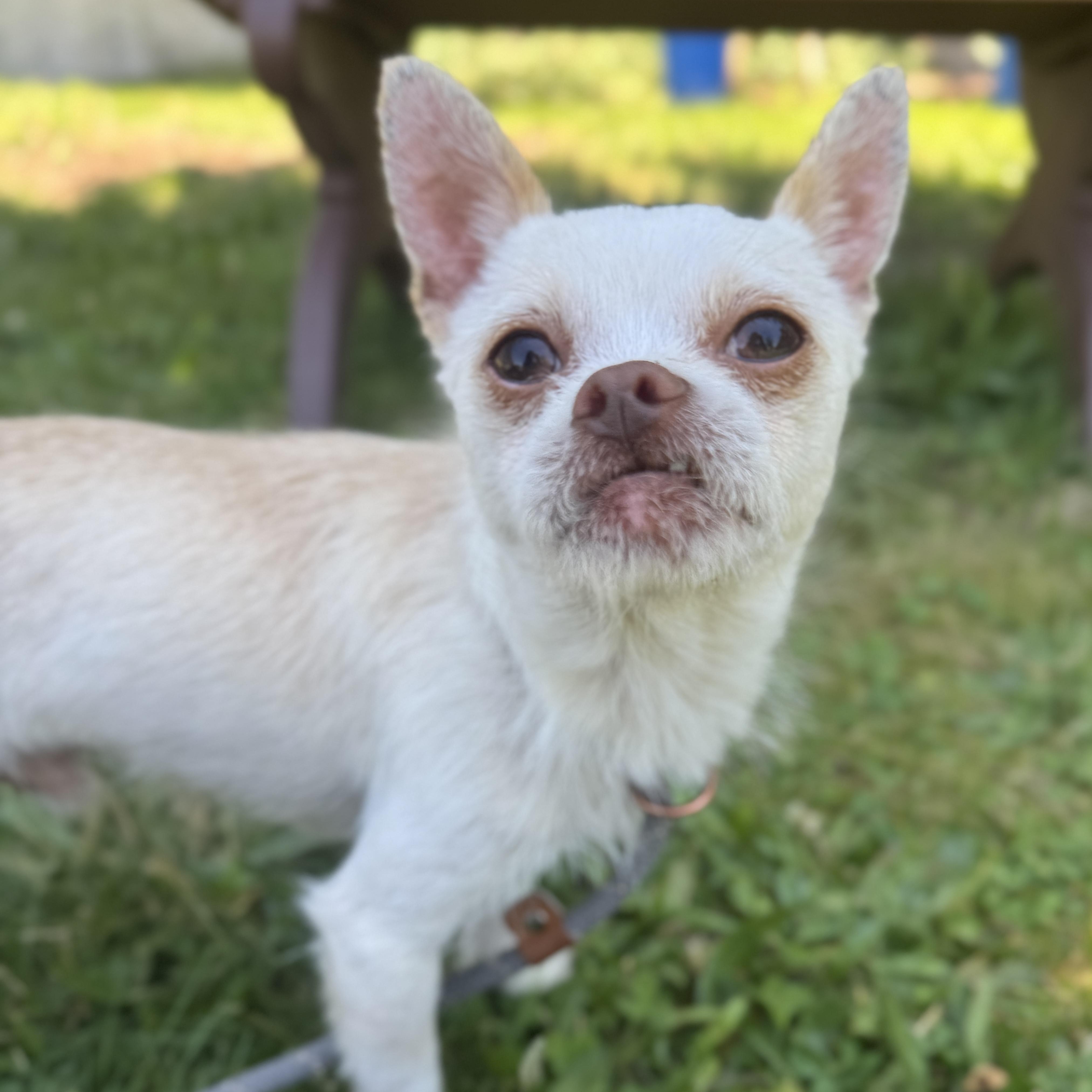 Enlarge Jacky, an adopted Chihuahua in Philadelphia, PA image 3/3