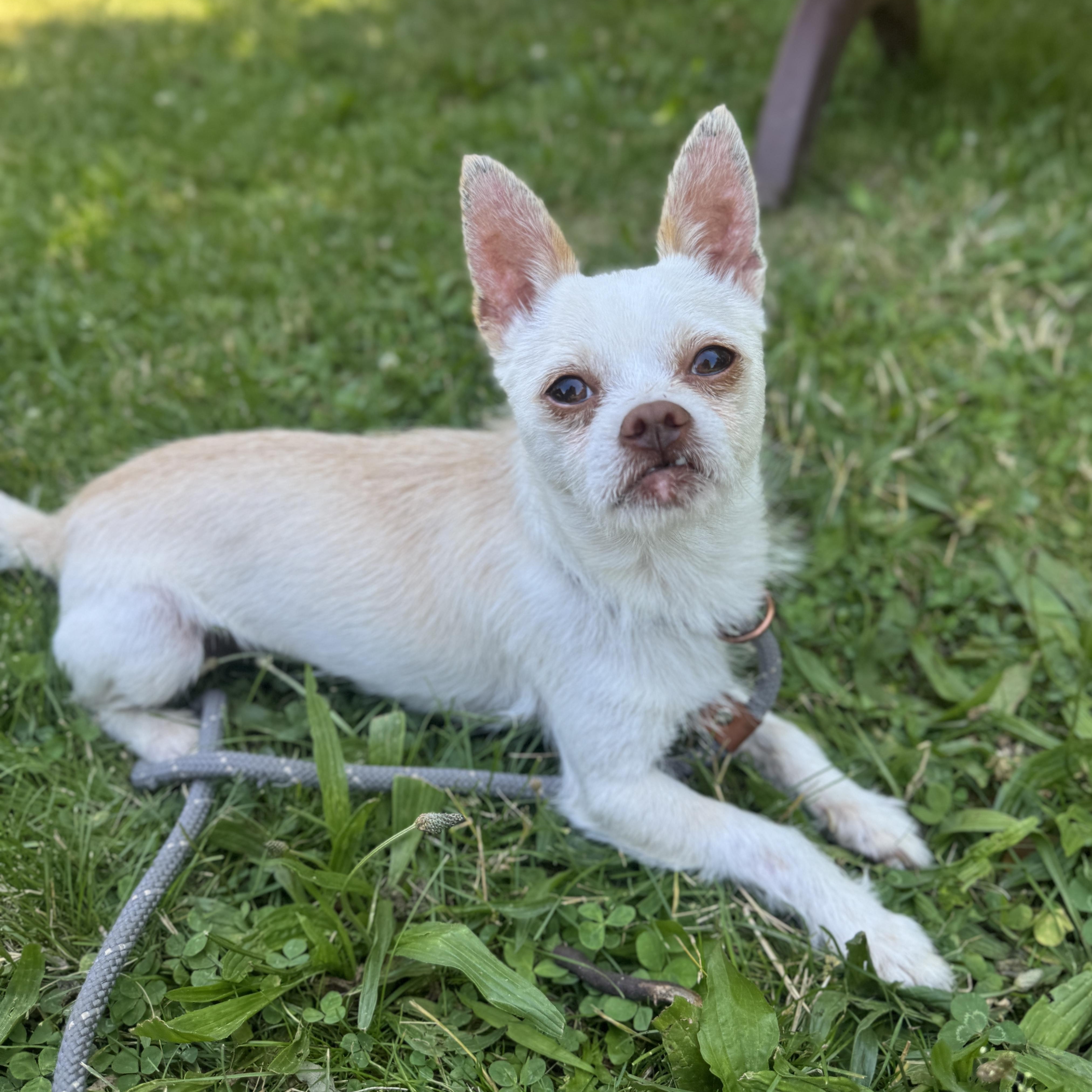 Jacky, adopted, Adult Male Chihuahua.