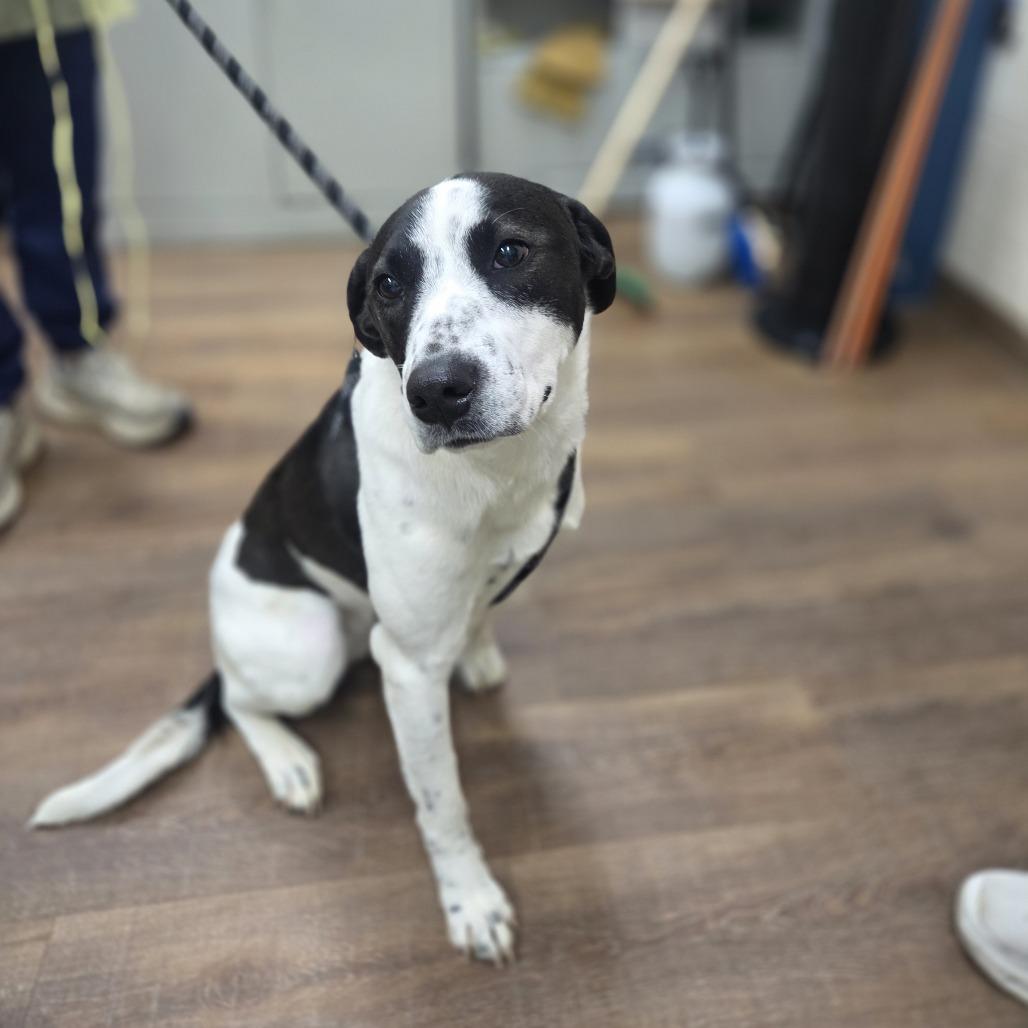 Spud, Adoptable, Adult Female Retriever & Border Collie.