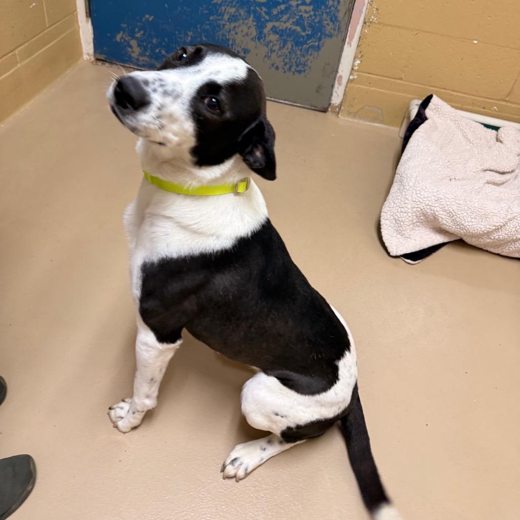 Enlarge Spud, a Adoptable mixed breed in Incline Village, NV image 2/5