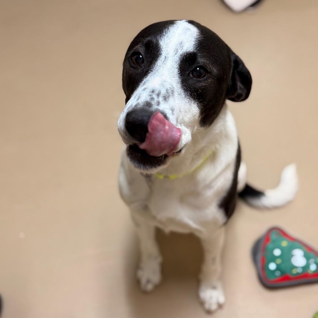 Enlarge Spud, a Adoptable mixed breed in Incline Village, NV image 3/5