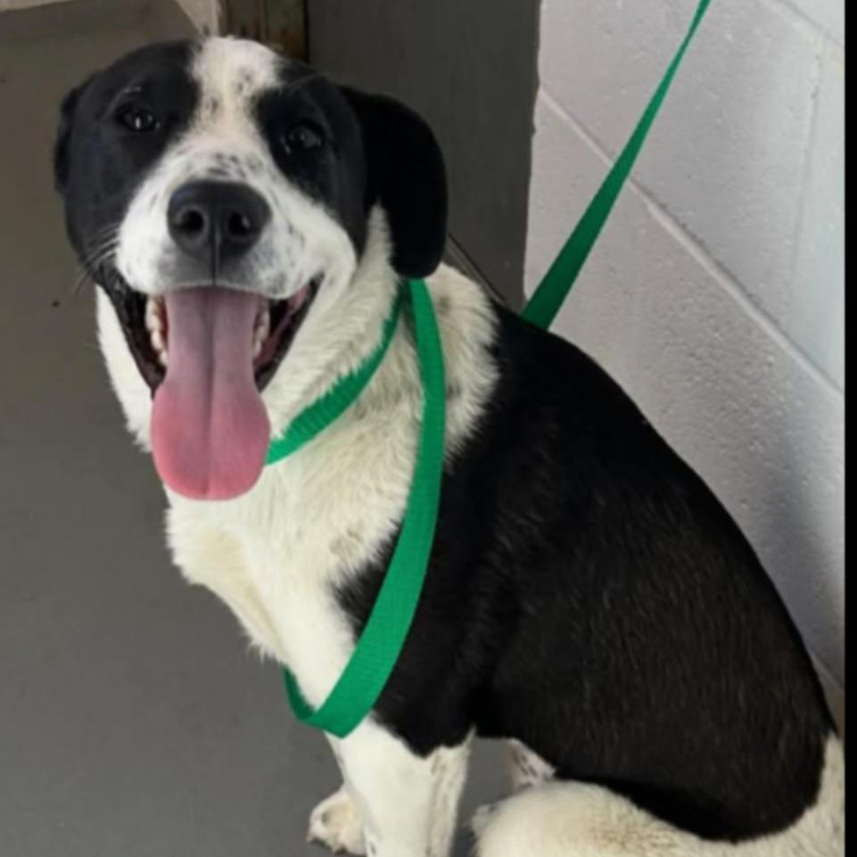 Enlarge Spud, a Adoptable mixed breed in Incline Village, NV image 4/5
