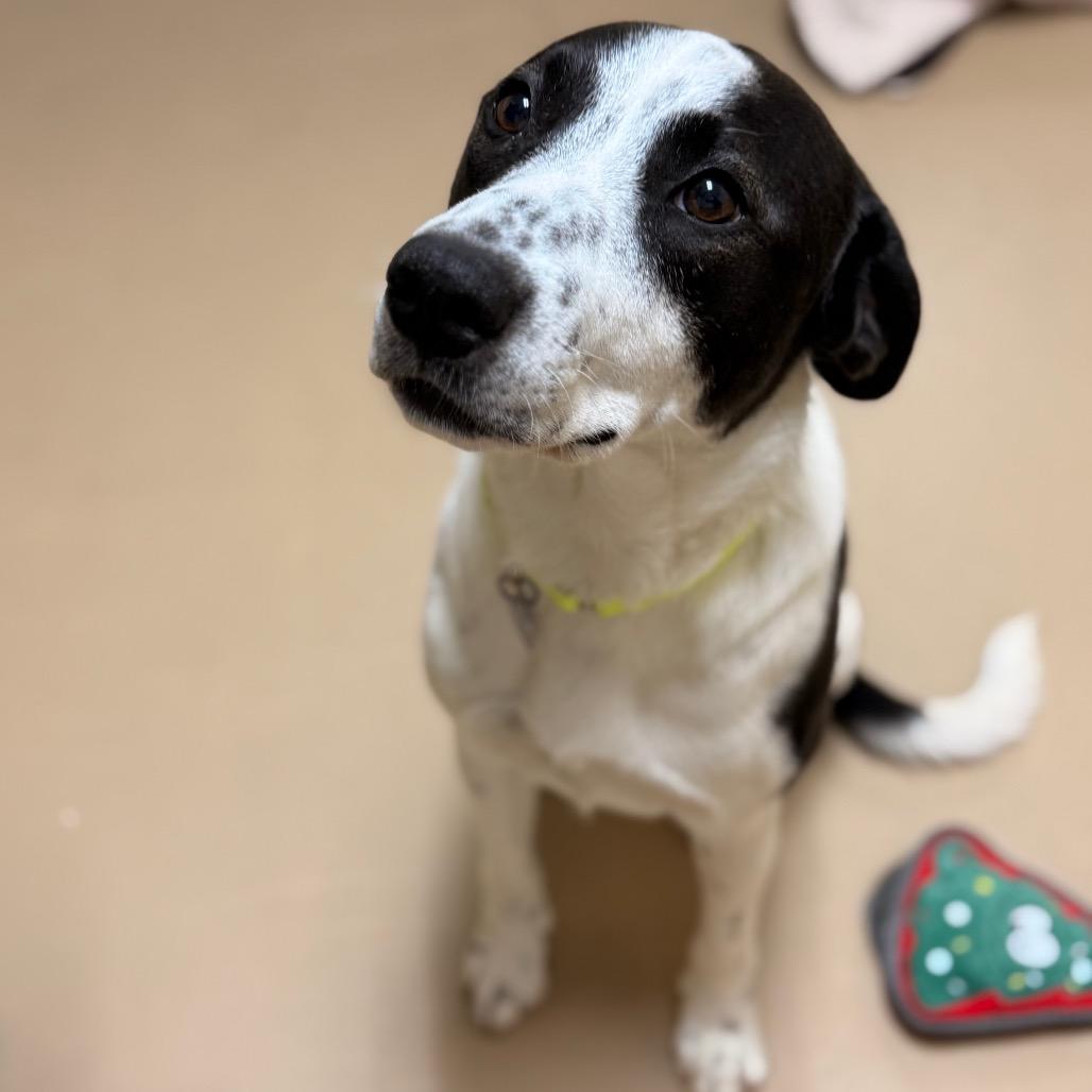 Enlarge Spud, a Adoptable mixed breed in Incline Village, NV image 5/5