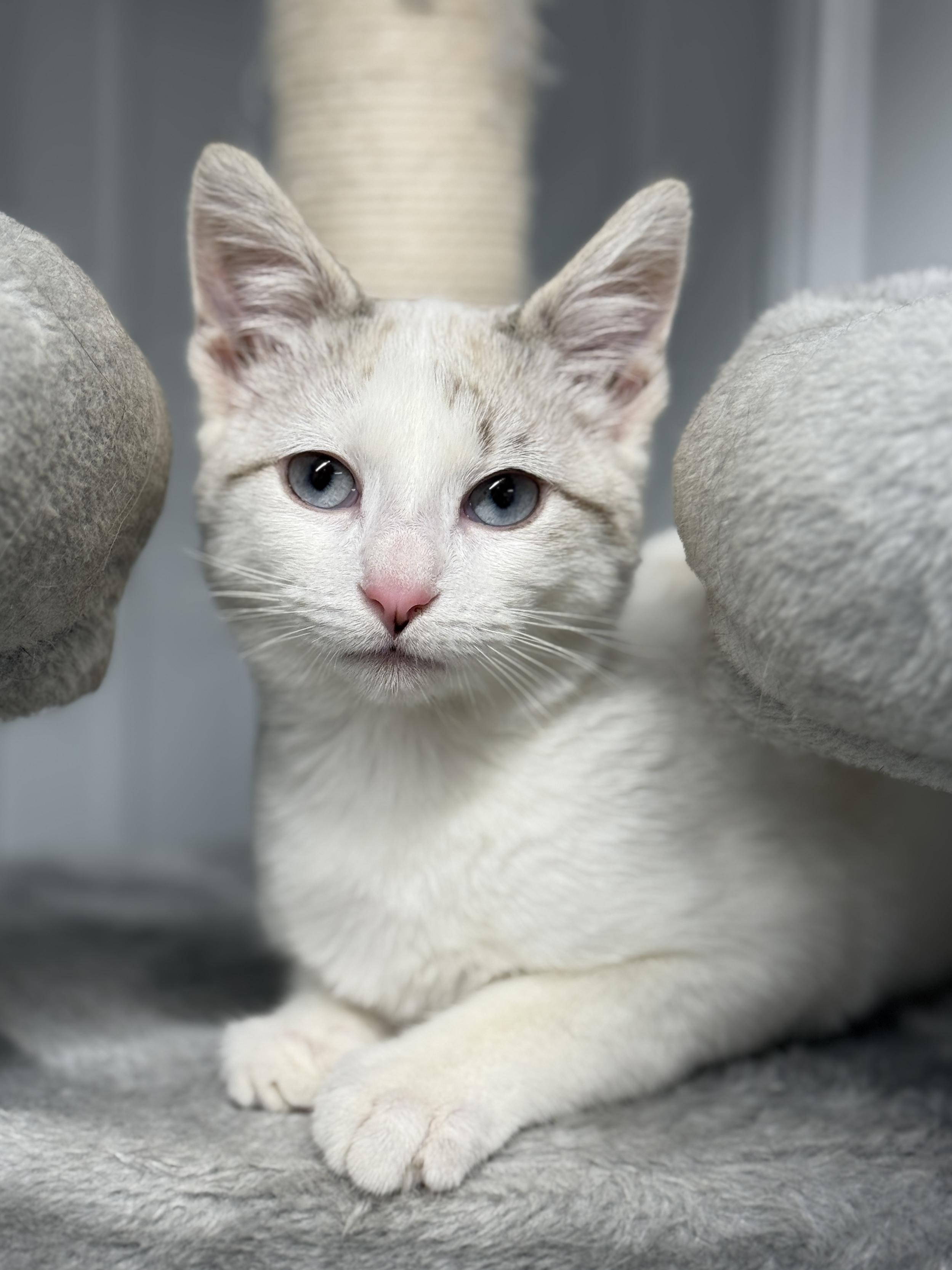 Enlarge Fern, an adopted mixed breed in Wautoma, WI image 2/3
