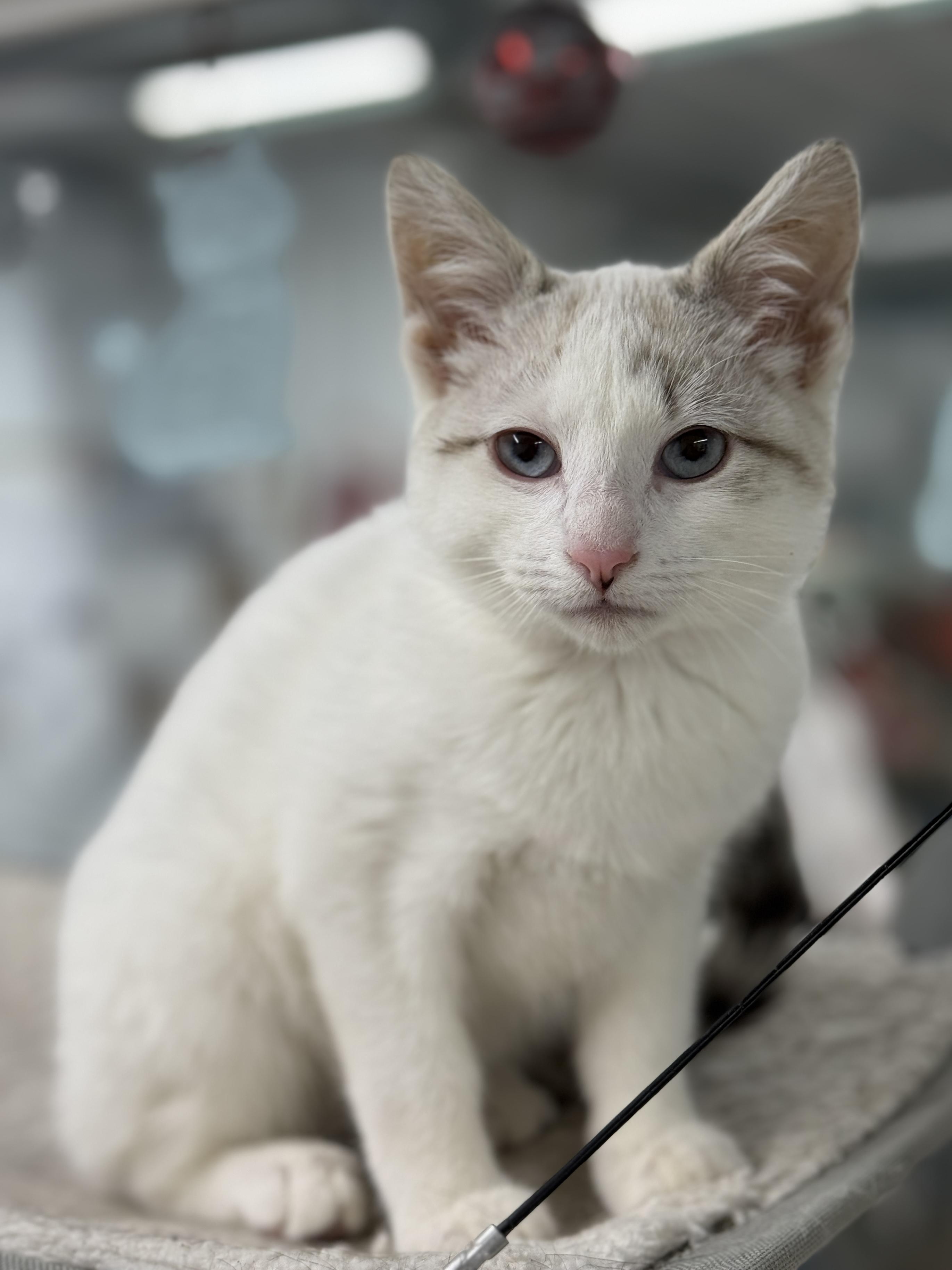 Fern, adopted, Young Female Domestic Short Hair.