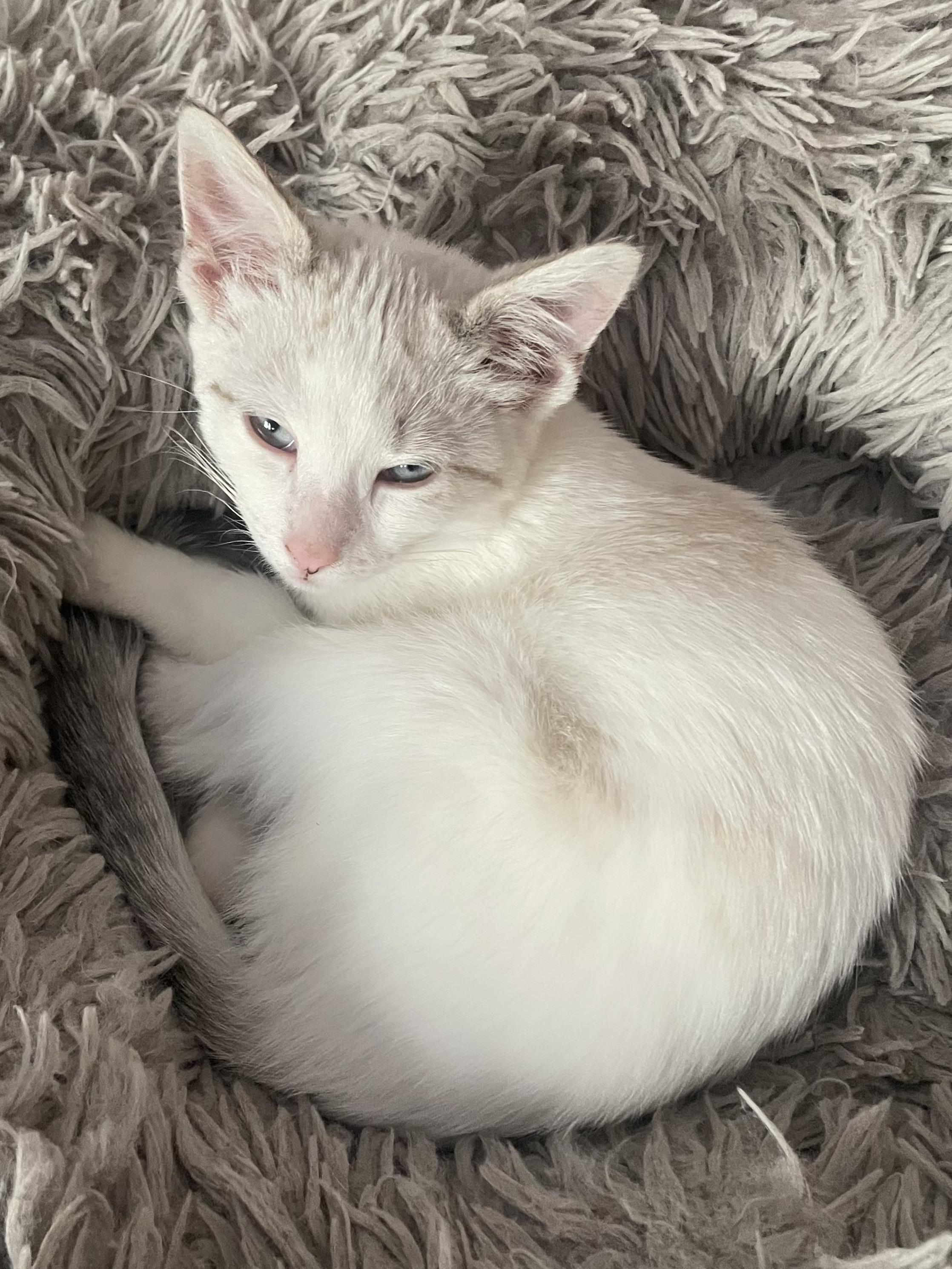Enlarge Fern, an adopted mixed breed in Wautoma, WI image 3/3